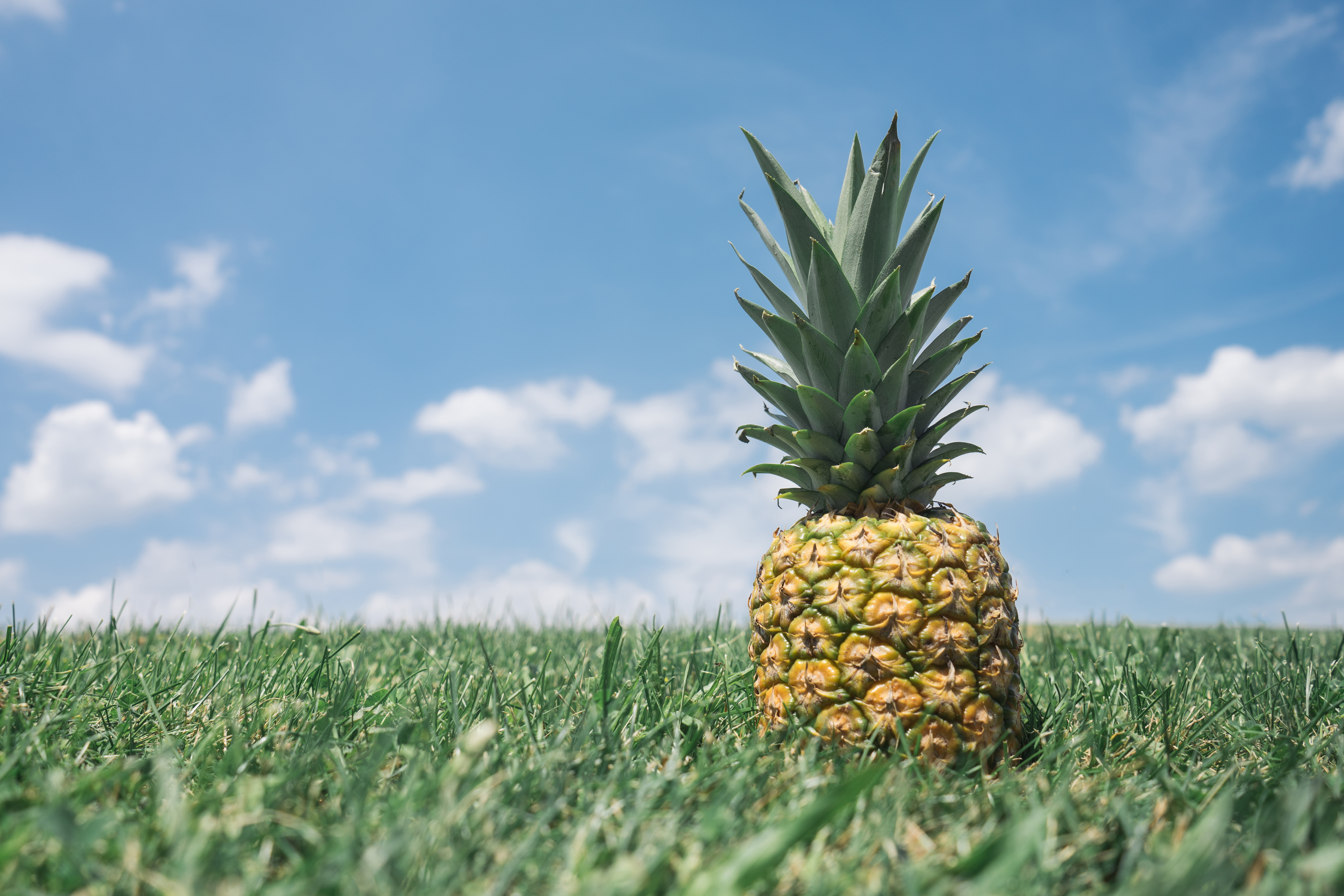 Free download wallpaper Fruits, Food, Fruit, Pineapple on your PC desktop