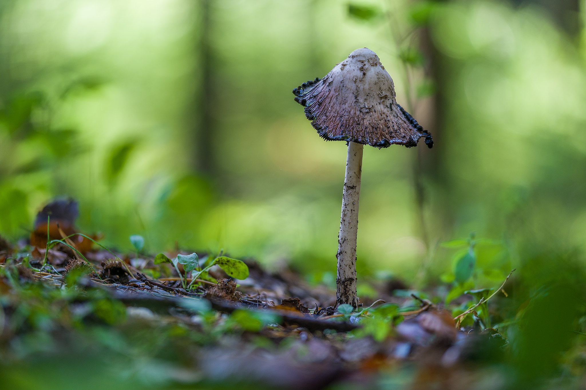 Free download wallpaper Nature, Macro, Earth, Mushroom on your PC desktop