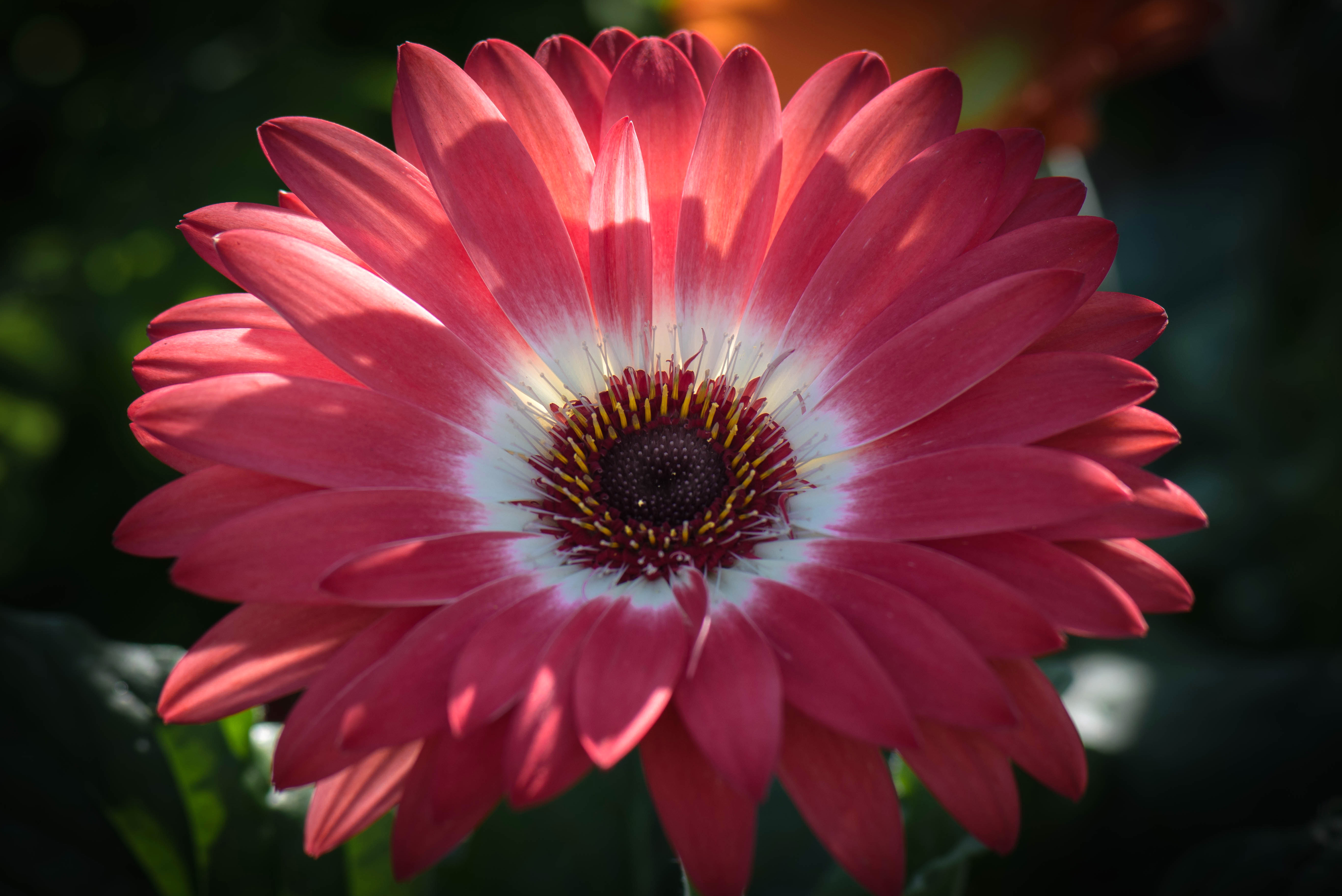 Download mobile wallpaper Flowers, Flower, Earth, Gerbera, Pink Flower for free.