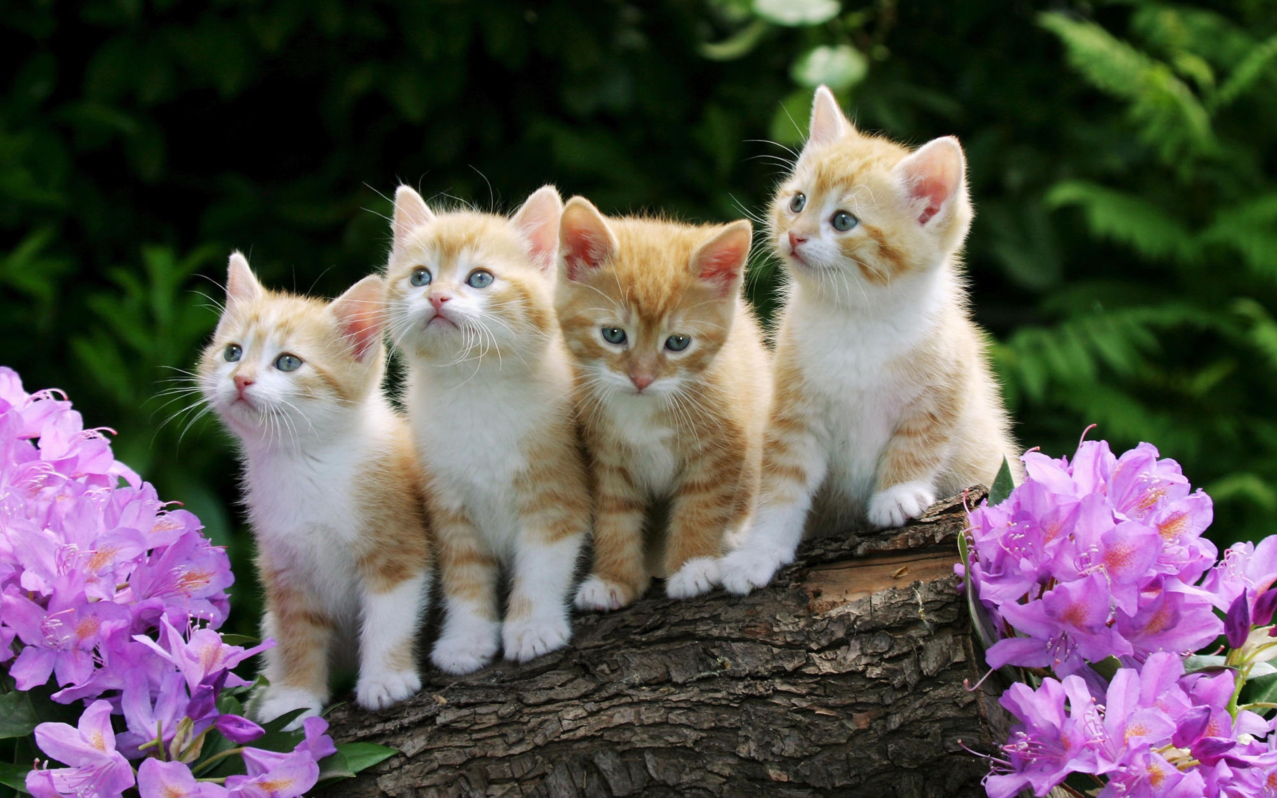 Download mobile wallpaper Animals, Cats for free.
