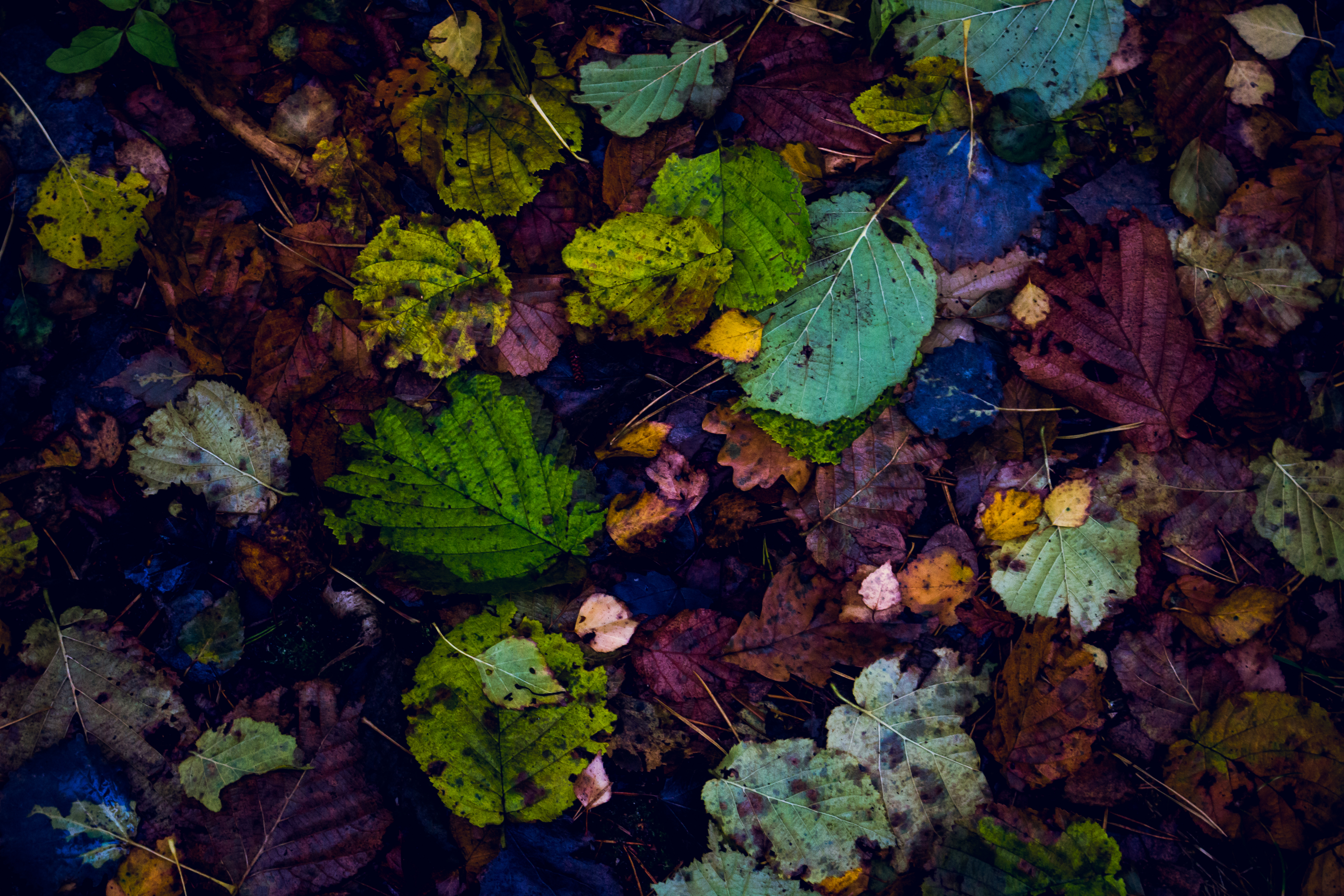 Скачать картинку Сухие, Опавшие, Природа, Листья, Осень в телефон бесплатно.