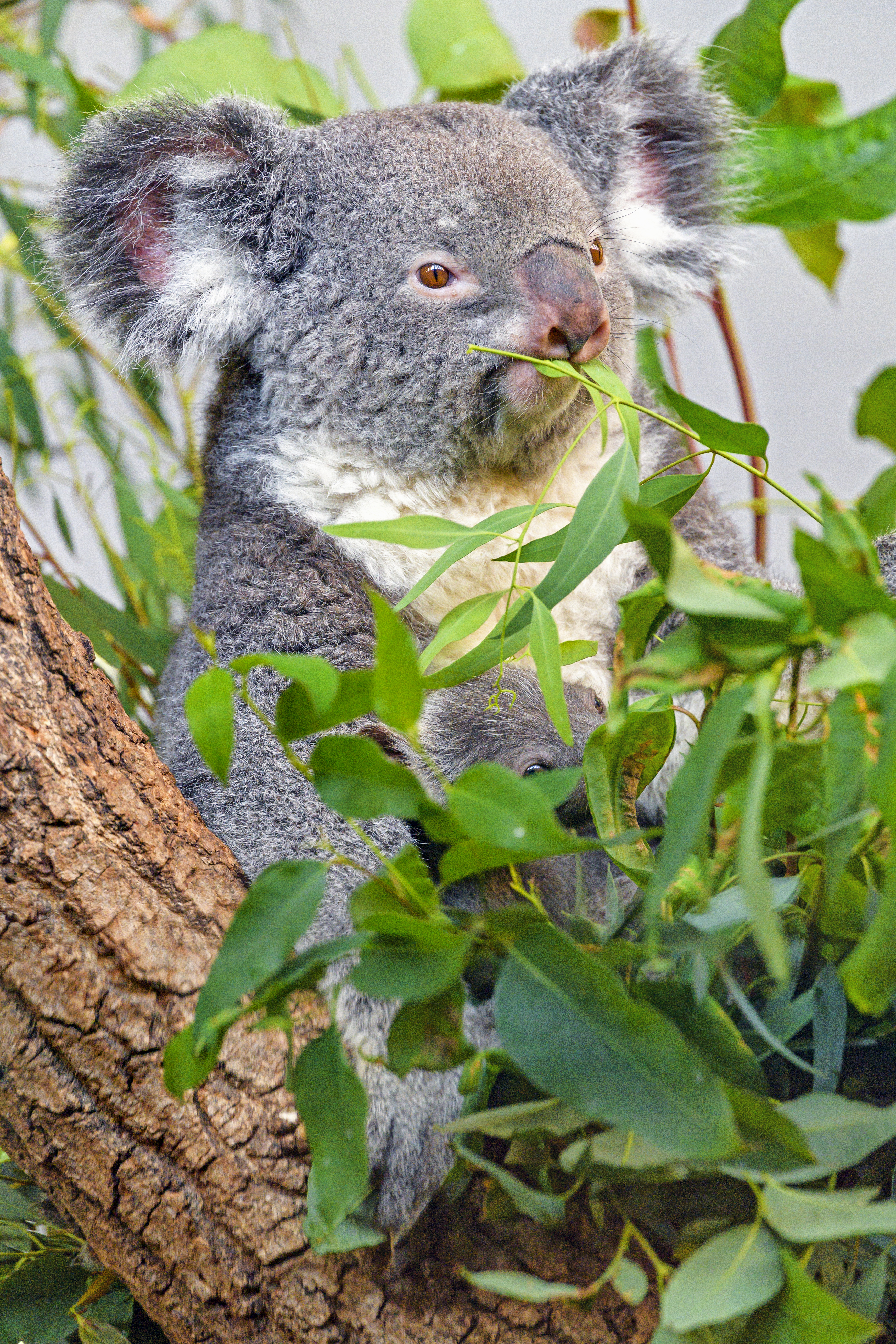115194 descargar fondo de pantalla animales, gris, sucursales, ramas, animal, coala, koala: protectores de pantalla e imágenes gratis