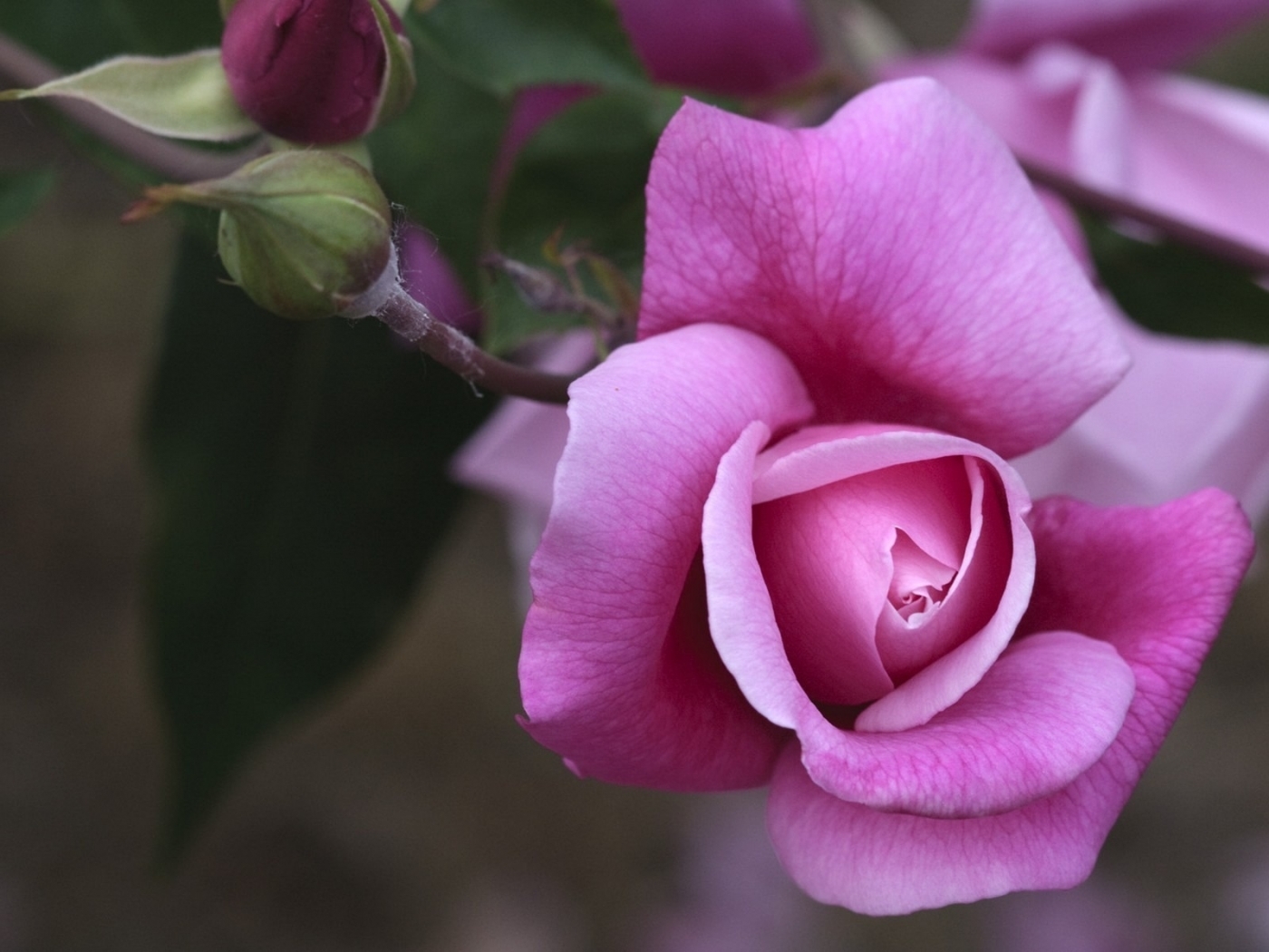 Free download wallpaper Flowers, Roses, Violet, Plants on your PC desktop
