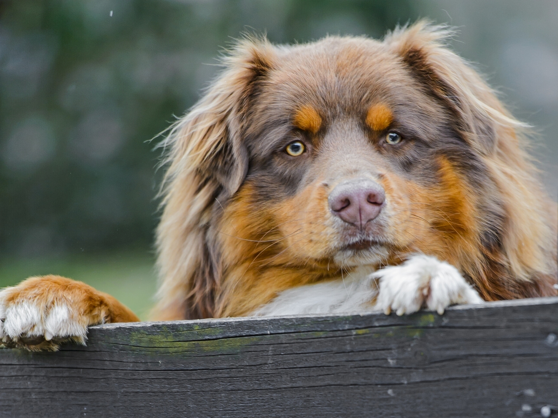 Download mobile wallpaper Dogs, Dog, Muzzle, Animal, Australian Shepherd for free.