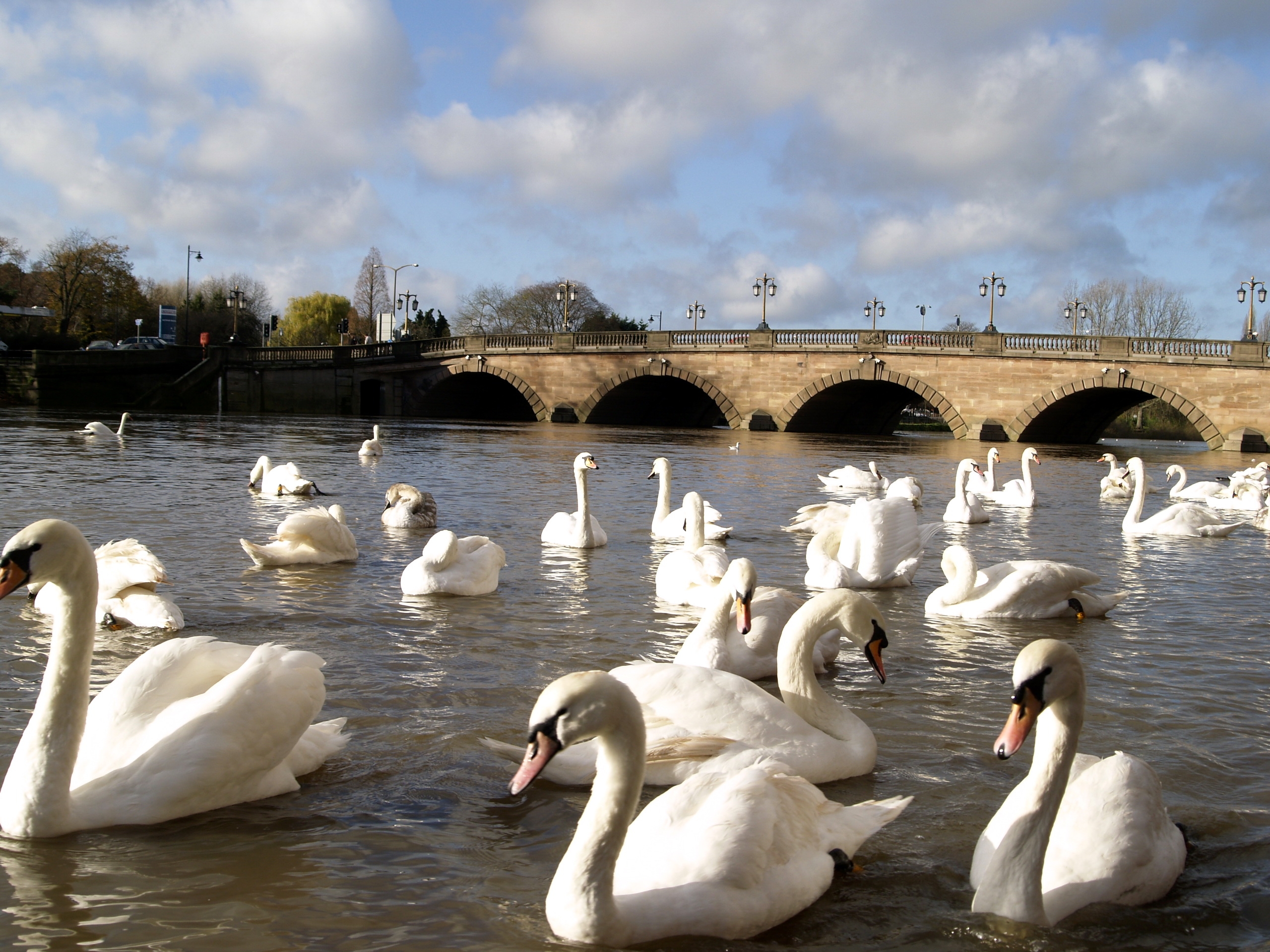 rivers, animals, swans, bridge, lots of, multitude