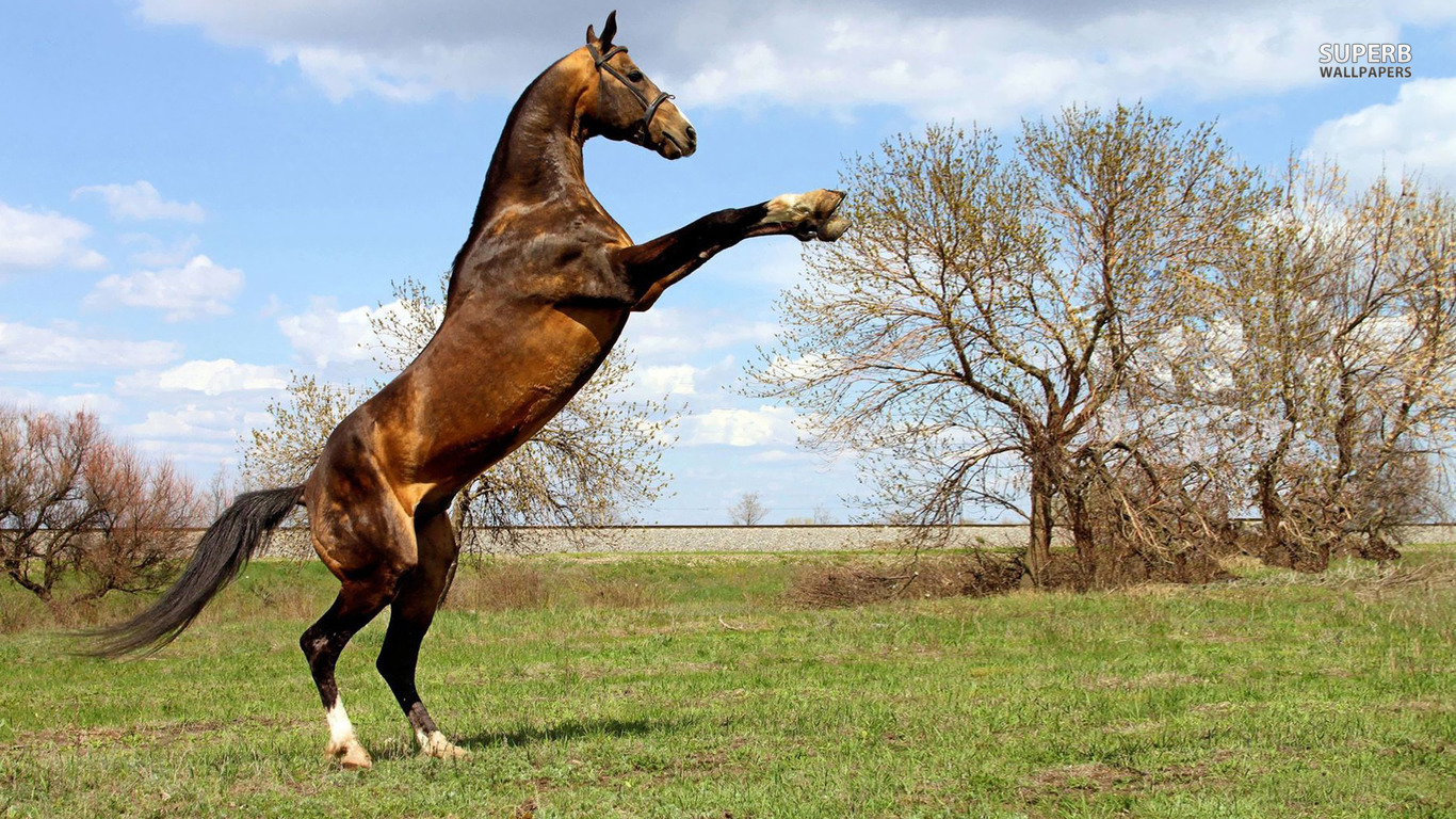 Descarga gratuita de fondo de pantalla para móvil de Animales, Caballo.