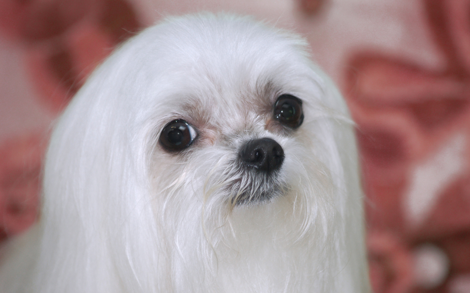 Baixe gratuitamente a imagem Cães, Cão, Animais na área de trabalho do seu PC