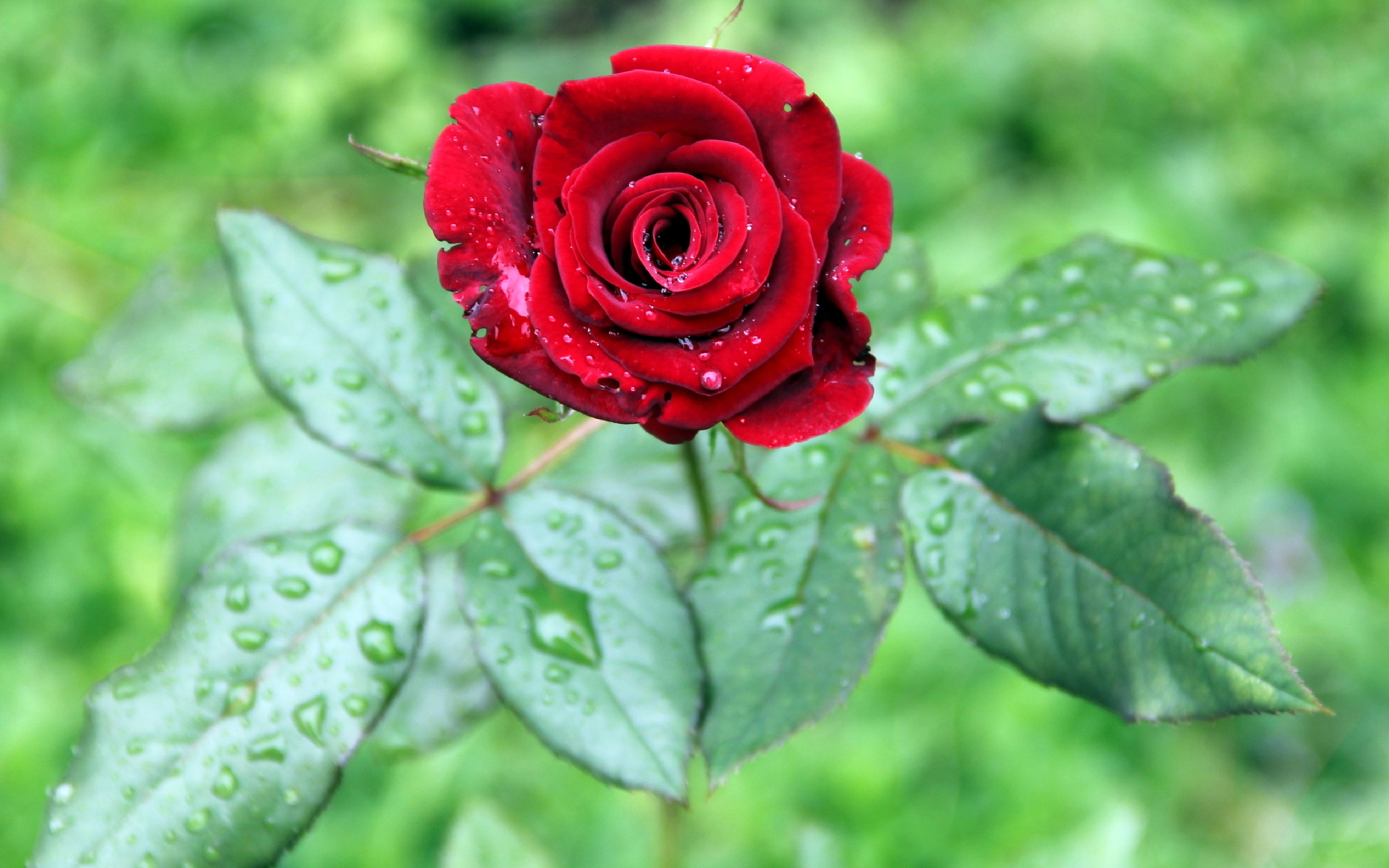 Téléchargez des papiers peints mobile Feuilles, Macro, Bourgeon, Drops, Une Rose, Rose gratuitement.