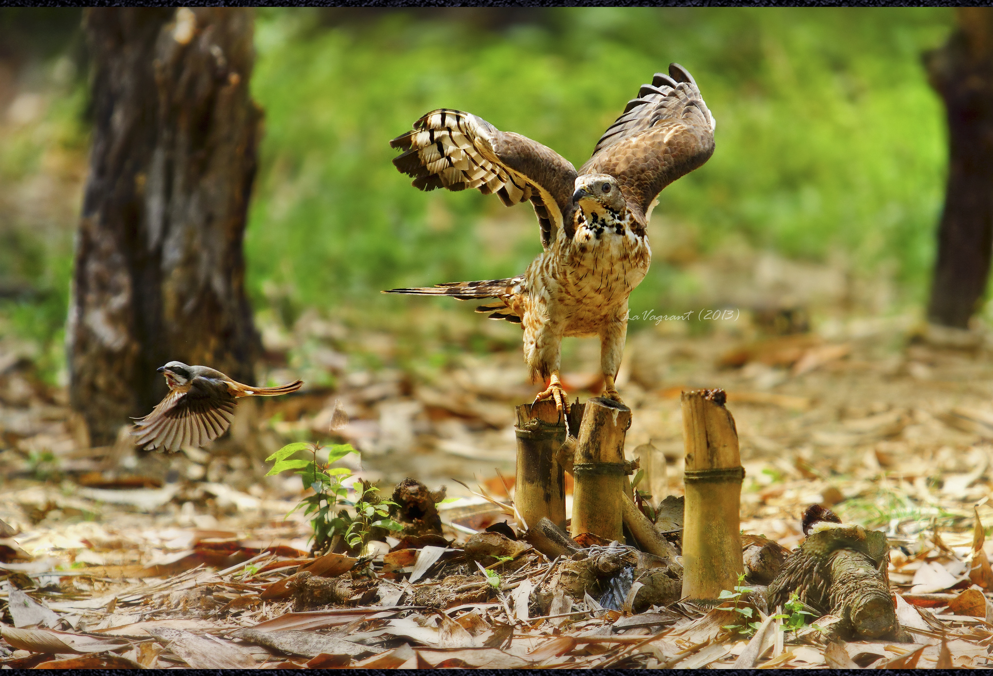 PCデスクトップに鳥, 動物画像を無料でダウンロード