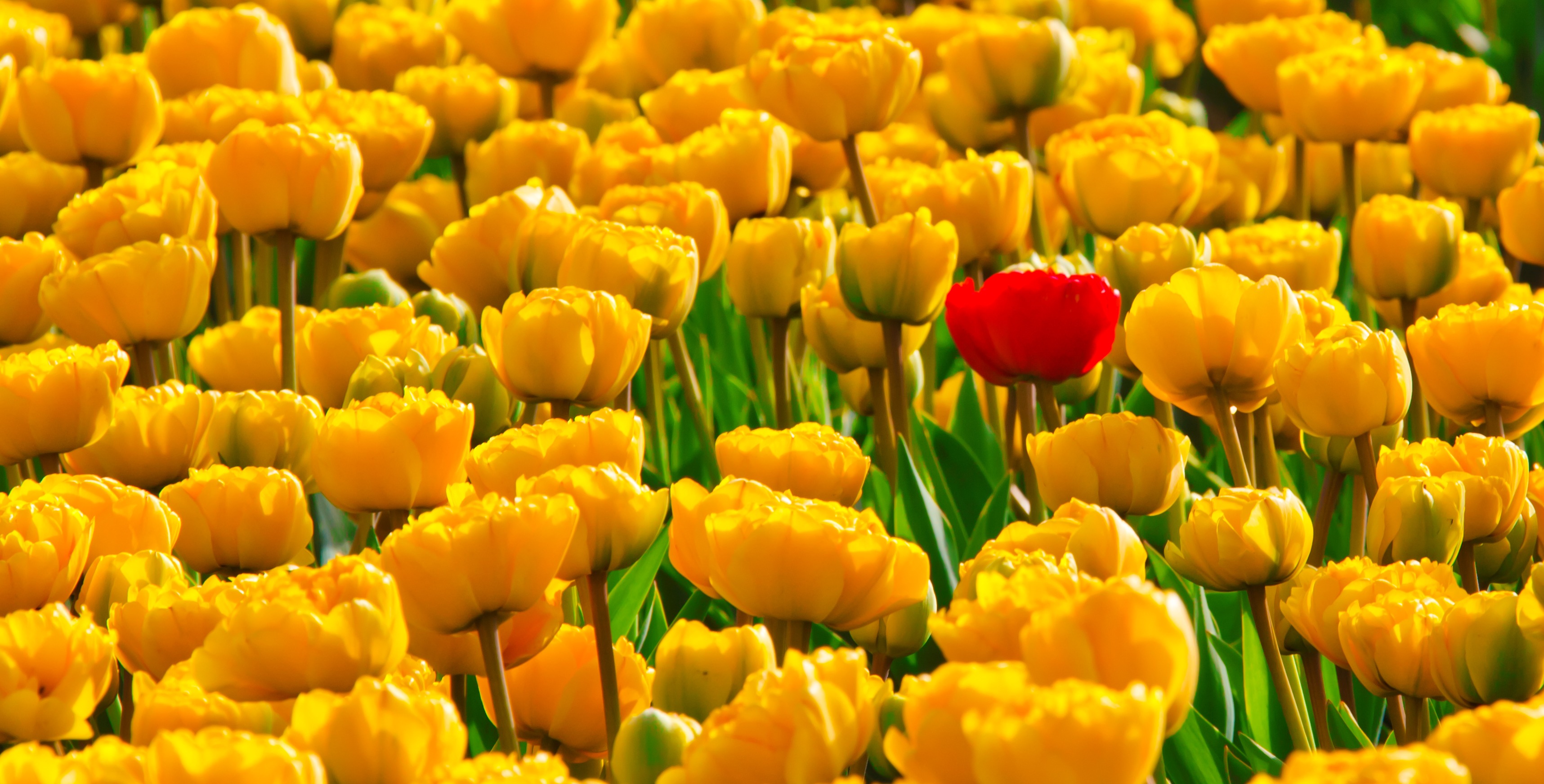 PCデスクトップに自然, フラワーズ, チューリップ, 花, 地球, 黄色い花, 赤い花画像を無料でダウンロード