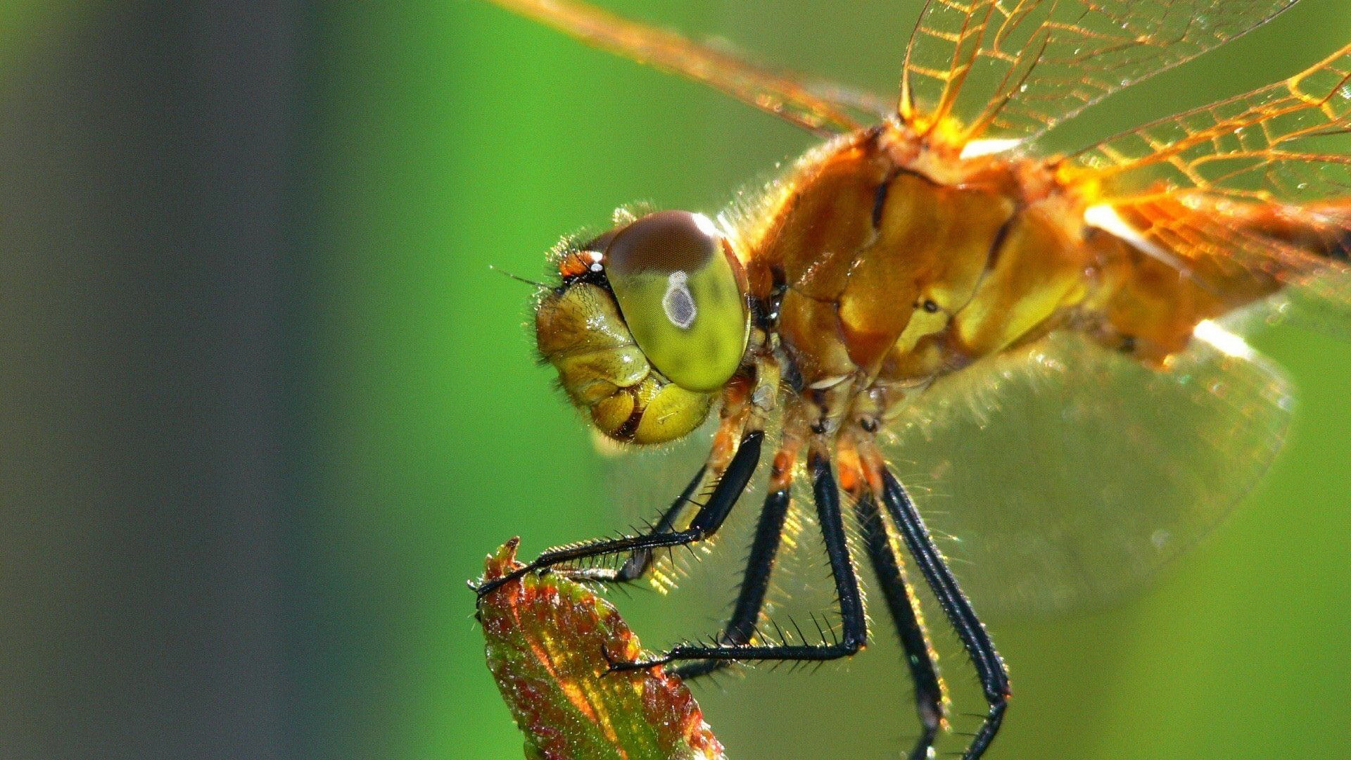 Téléchargez gratuitement l'image Libellule, Insectes, Animaux sur le bureau de votre PC
