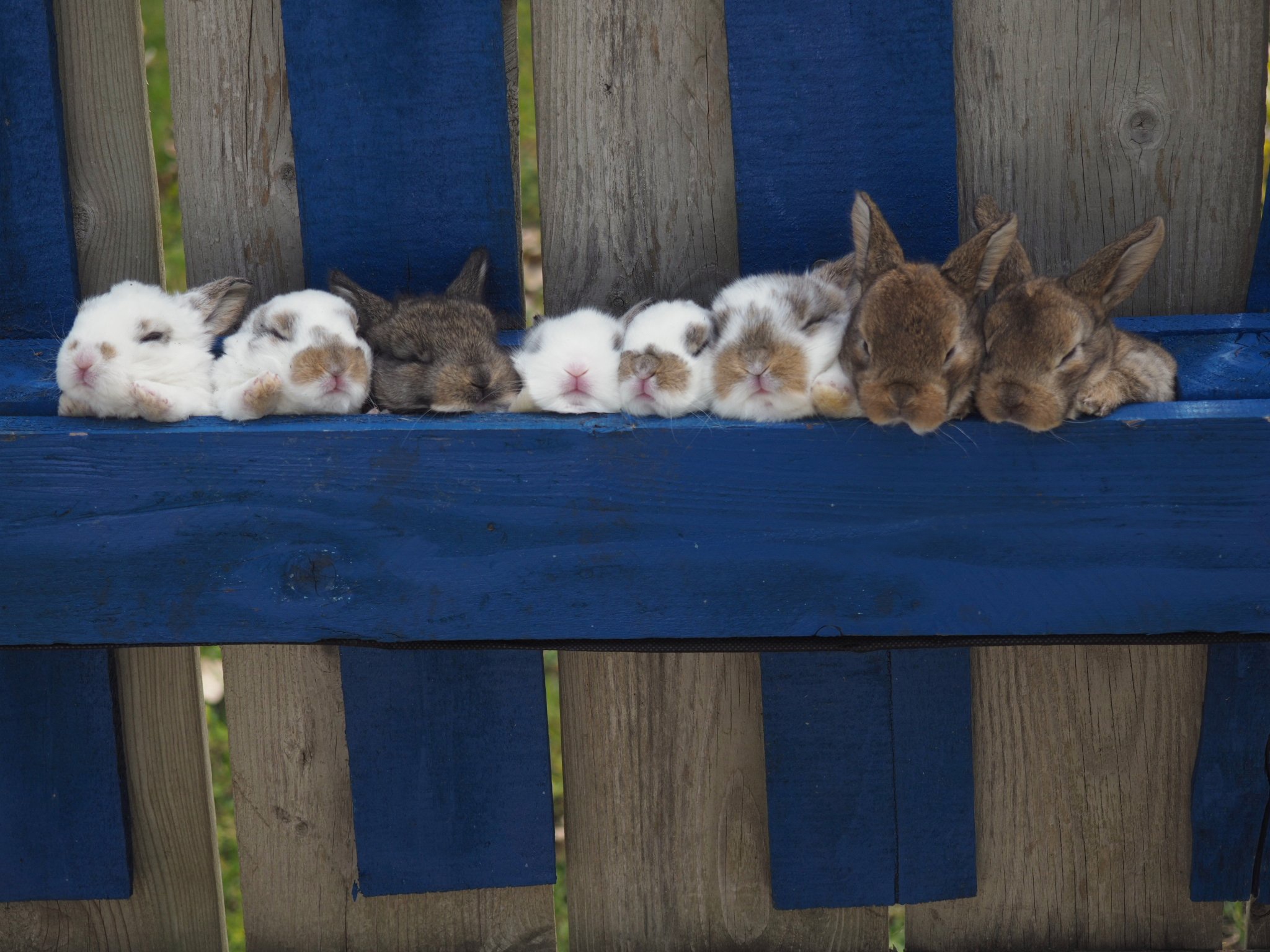 Скачать обои бесплатно Животные, Кролик, Милые, Спать, Детеныш Животного картинка на рабочий стол ПК