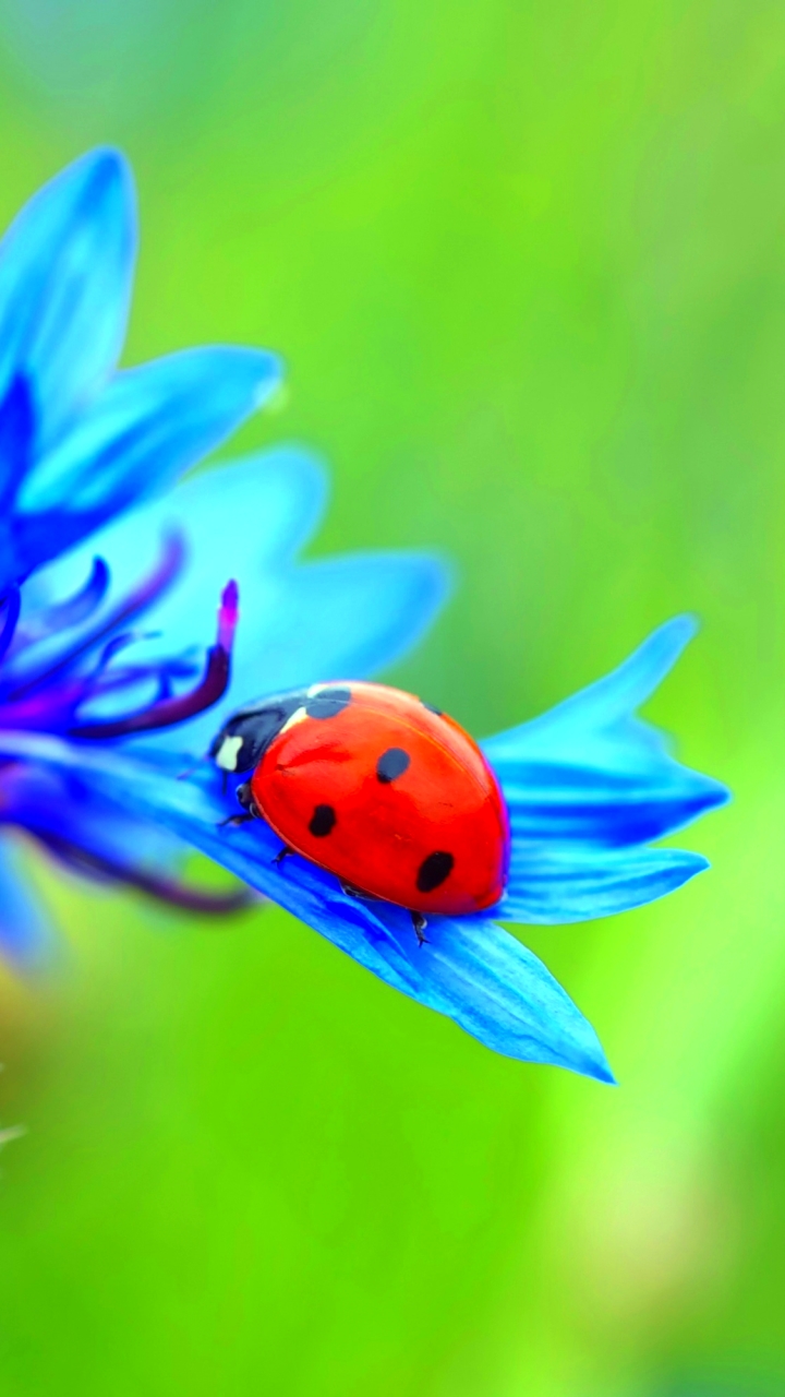 Download mobile wallpaper Flower, Macro, Insect, Animal, Ladybug, Cornflower, Blue Flower for free.