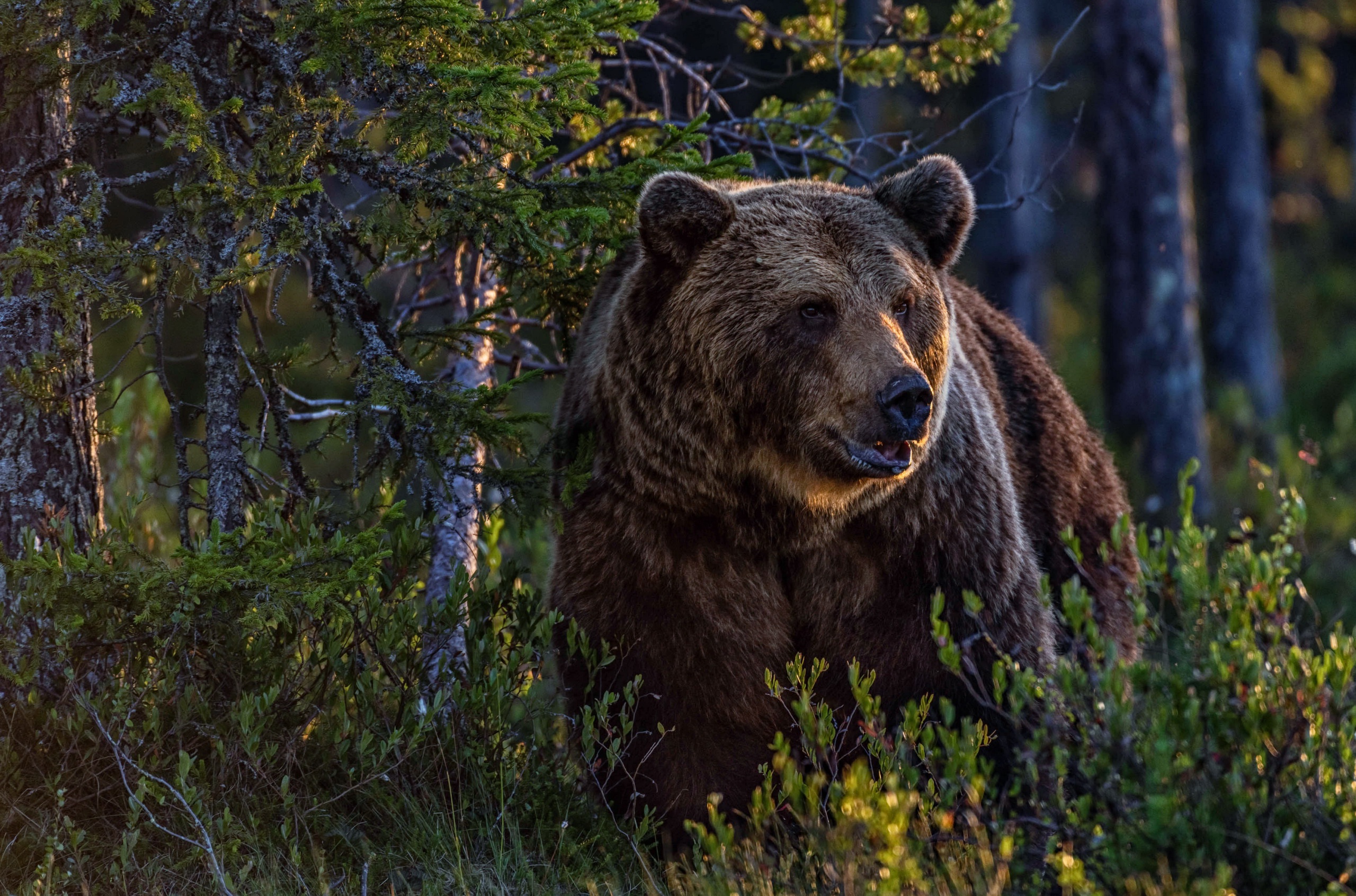 Free download wallpaper Bears, Bear, Animal on your PC desktop
