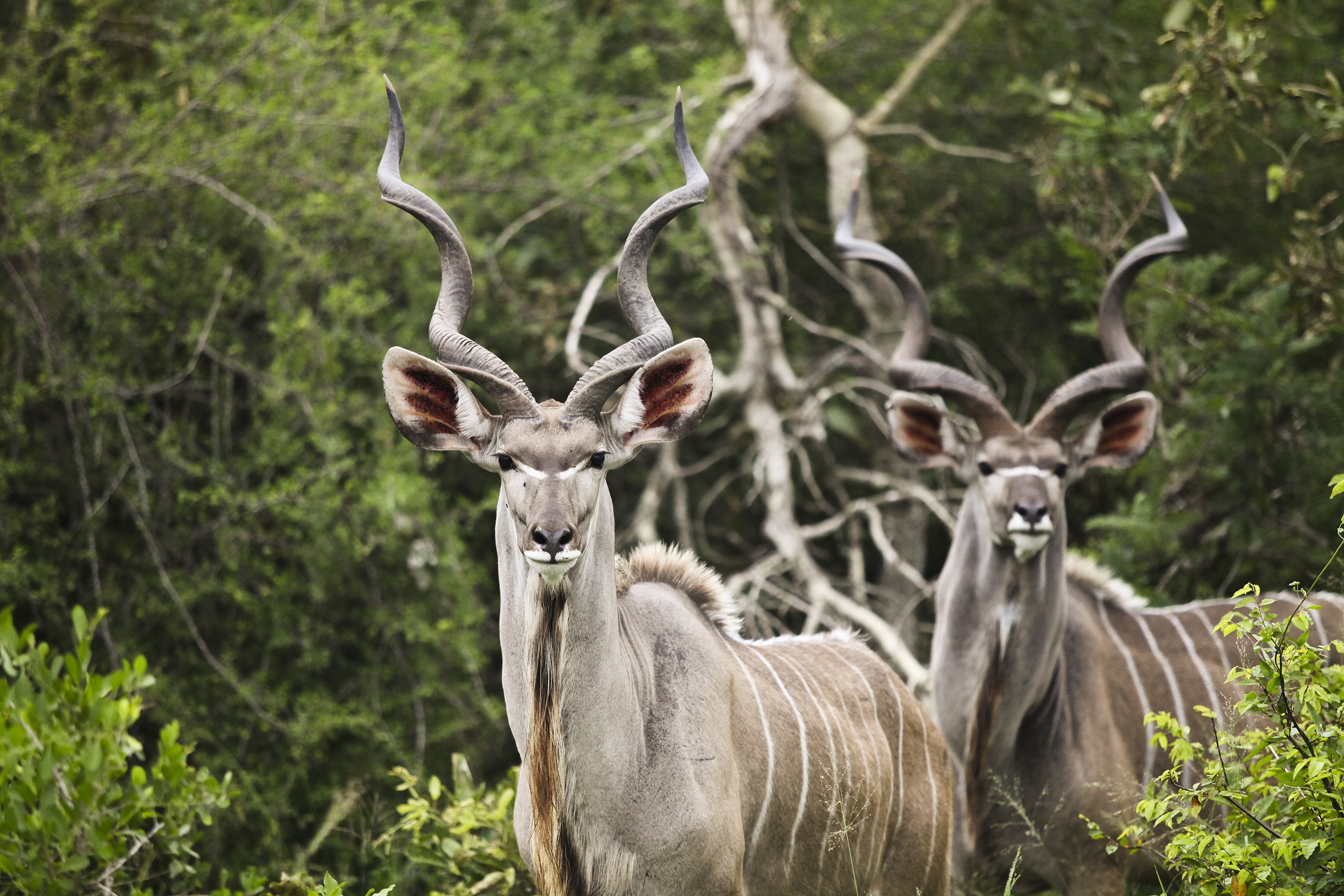 71510 Bild herunterladen tiere, hörner, antilope, kudu - Hintergrundbilder und Bildschirmschoner kostenlos
