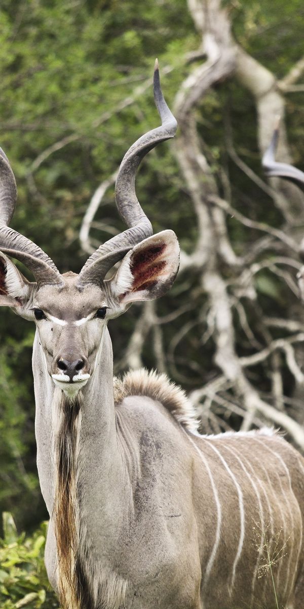 Куда животное. Антилопа Kudu. Винторогая антилопа. Винторогий Сайгак. Винторогая антилопа большой куду.