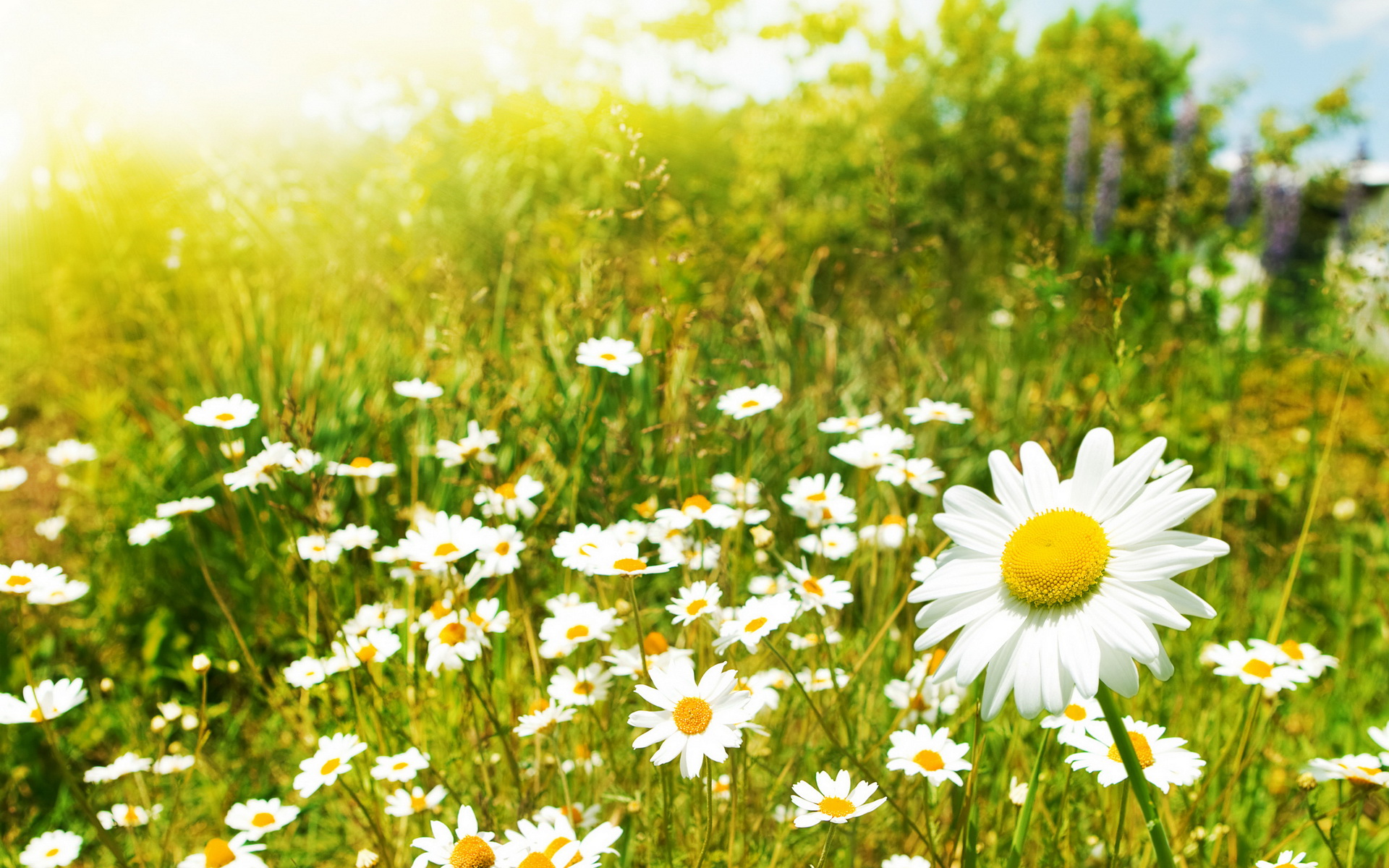 Laden Sie das Blumen, Gänseblümchen, Erde/natur-Bild kostenlos auf Ihren PC-Desktop herunter