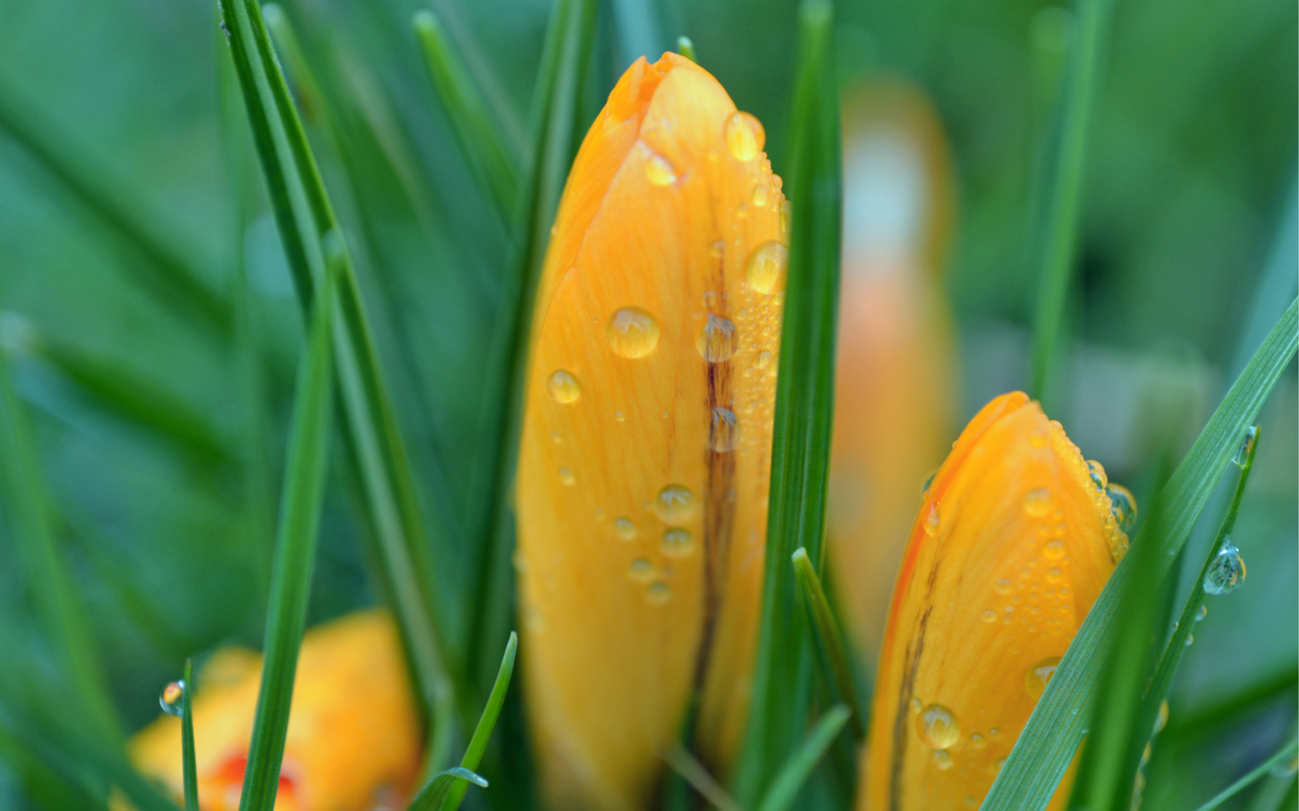 Download mobile wallpaper Crocus, Water Drop, Yellow Flower, Flowers, Flower, Earth for free.