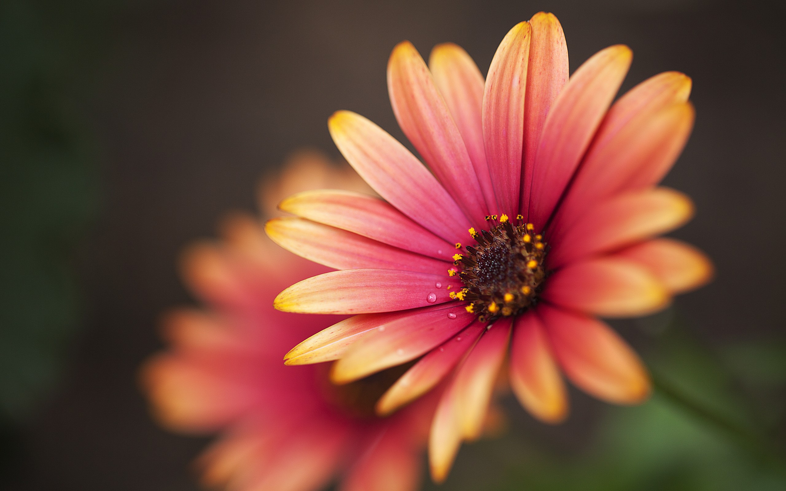 Free download wallpaper Flowers, Flower, Earth on your PC desktop