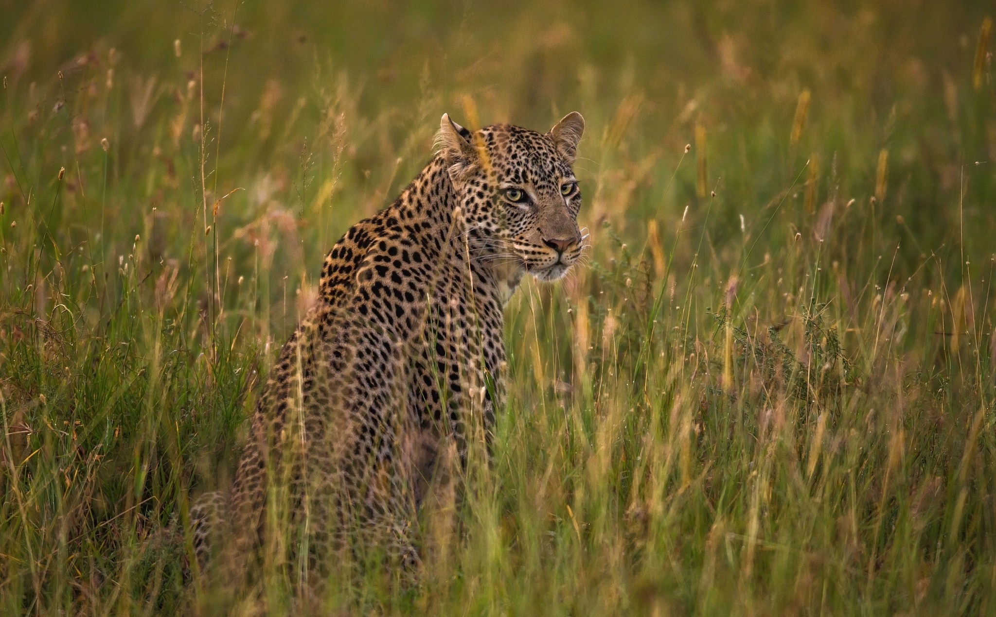 grass, animal, leopard, savannah, cats