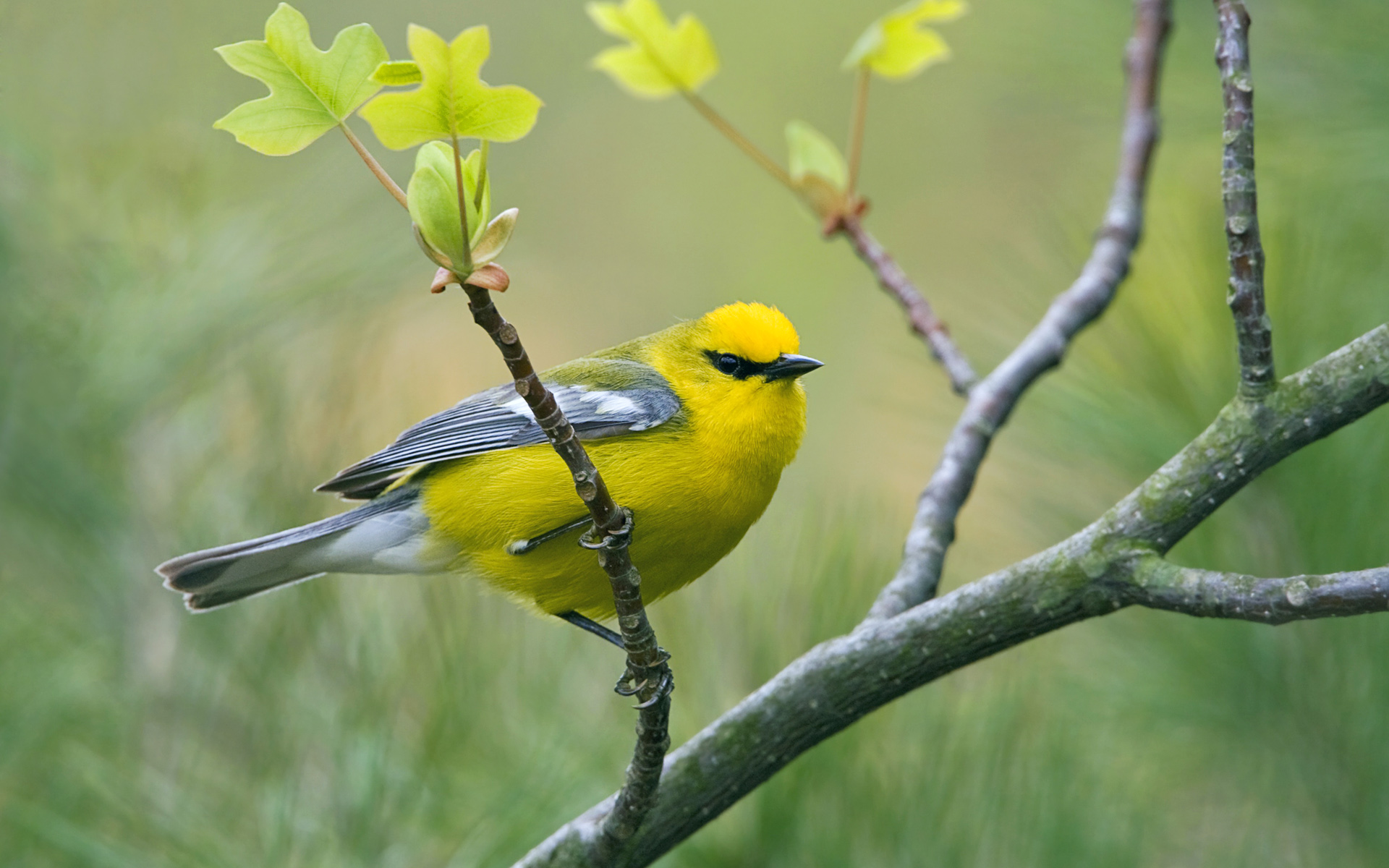 Free download wallpaper Bird, Birds, Animal on your PC desktop