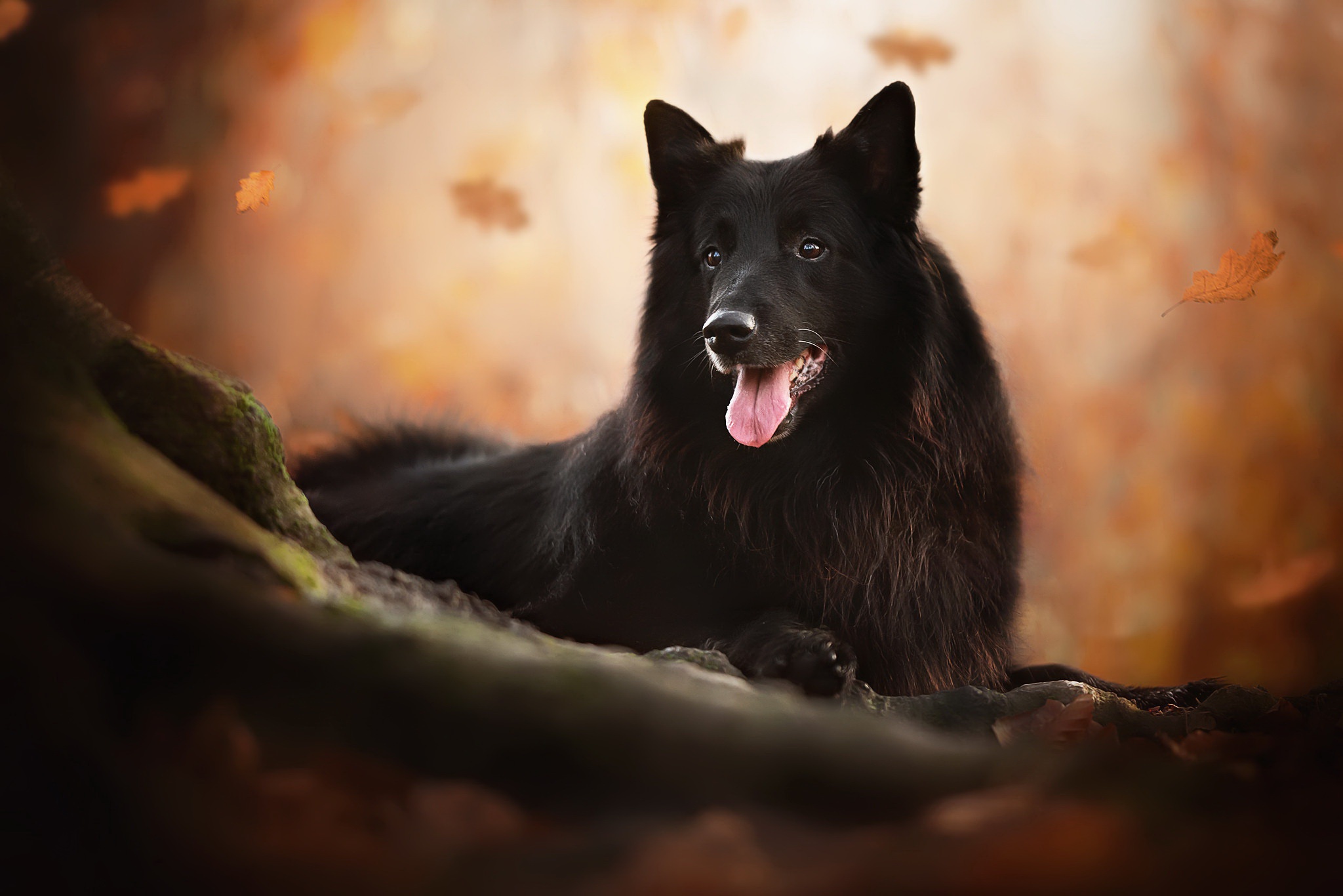 Laden Sie das Tiere, Hunde, Hund, Belgischer Schäferhund, Grönendael-Bild kostenlos auf Ihren PC-Desktop herunter