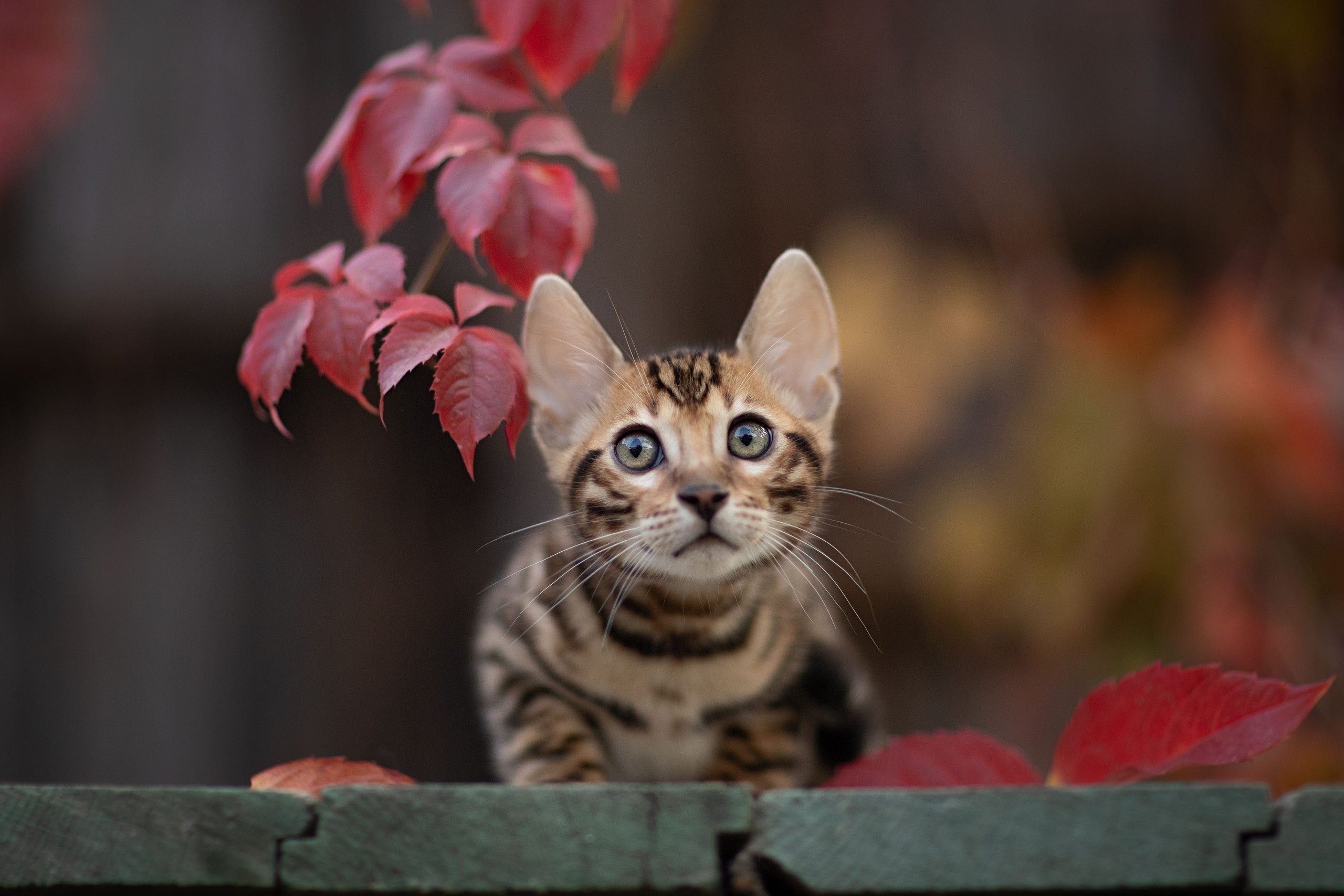 Handy-Wallpaper Tiere, Katzen, Katze, Kätzchen, Tierbaby kostenlos herunterladen.