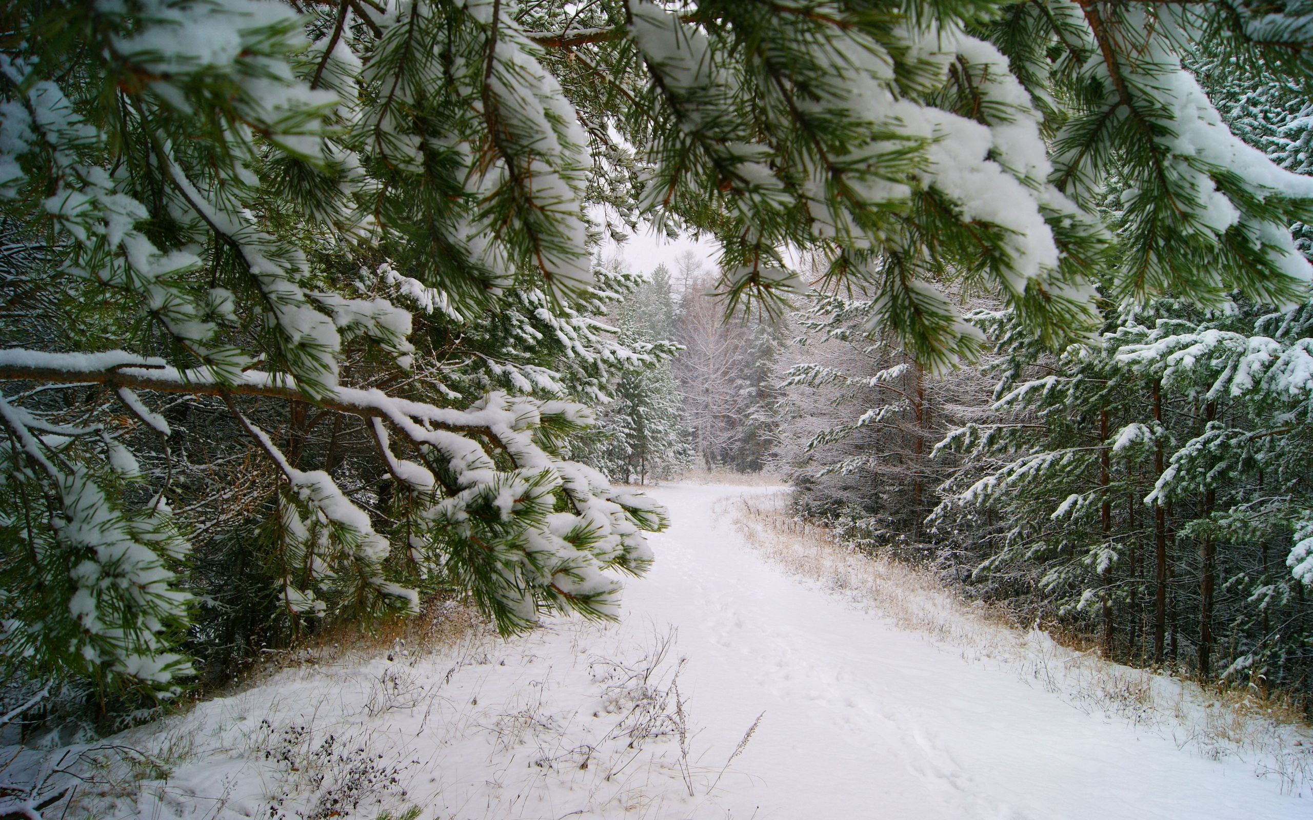 Téléchargez gratuitement l'image Hiver, Terre/nature sur le bureau de votre PC