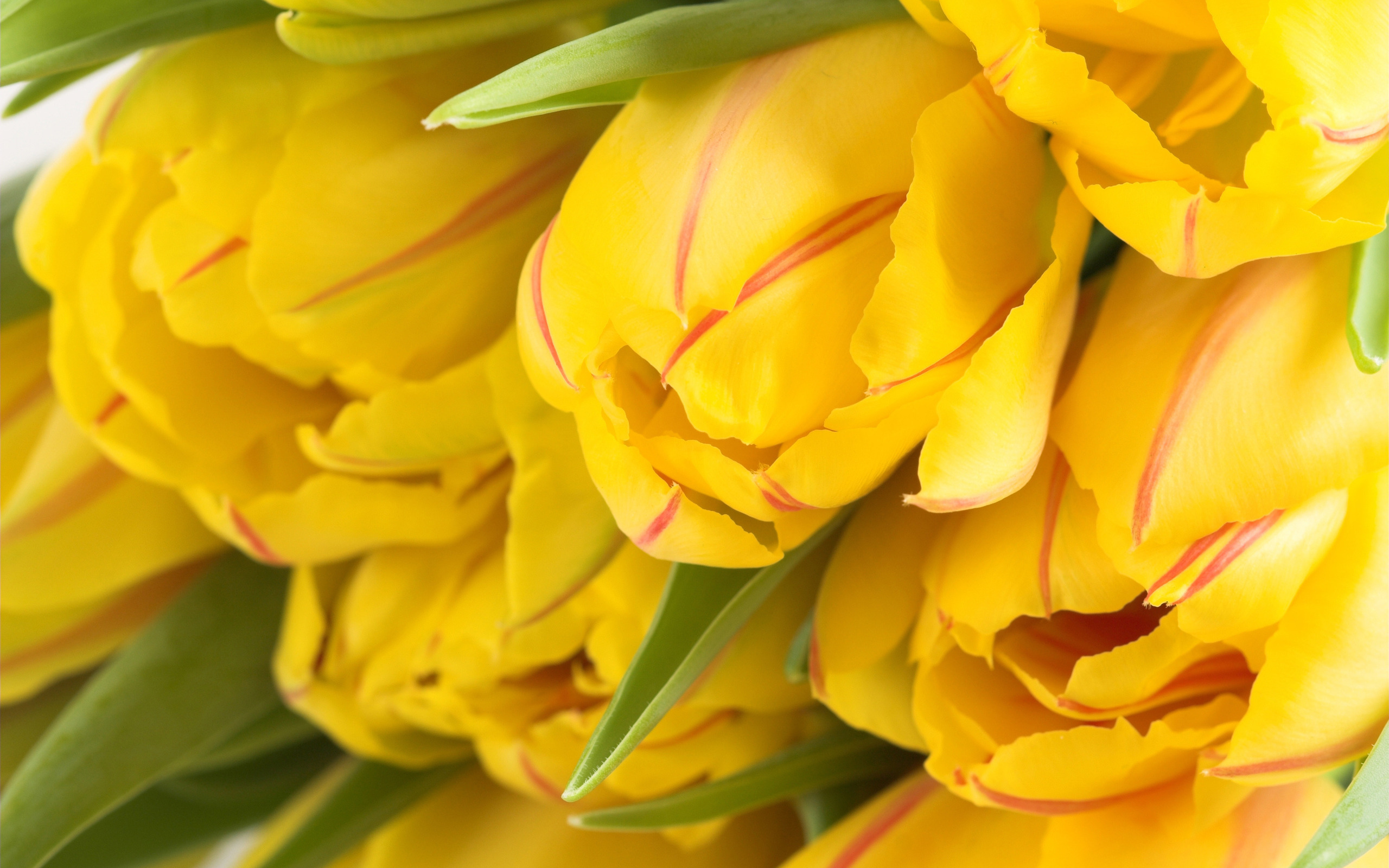 Descarga gratuita de fondo de pantalla para móvil de Plantas, Flores, Tulipanes.