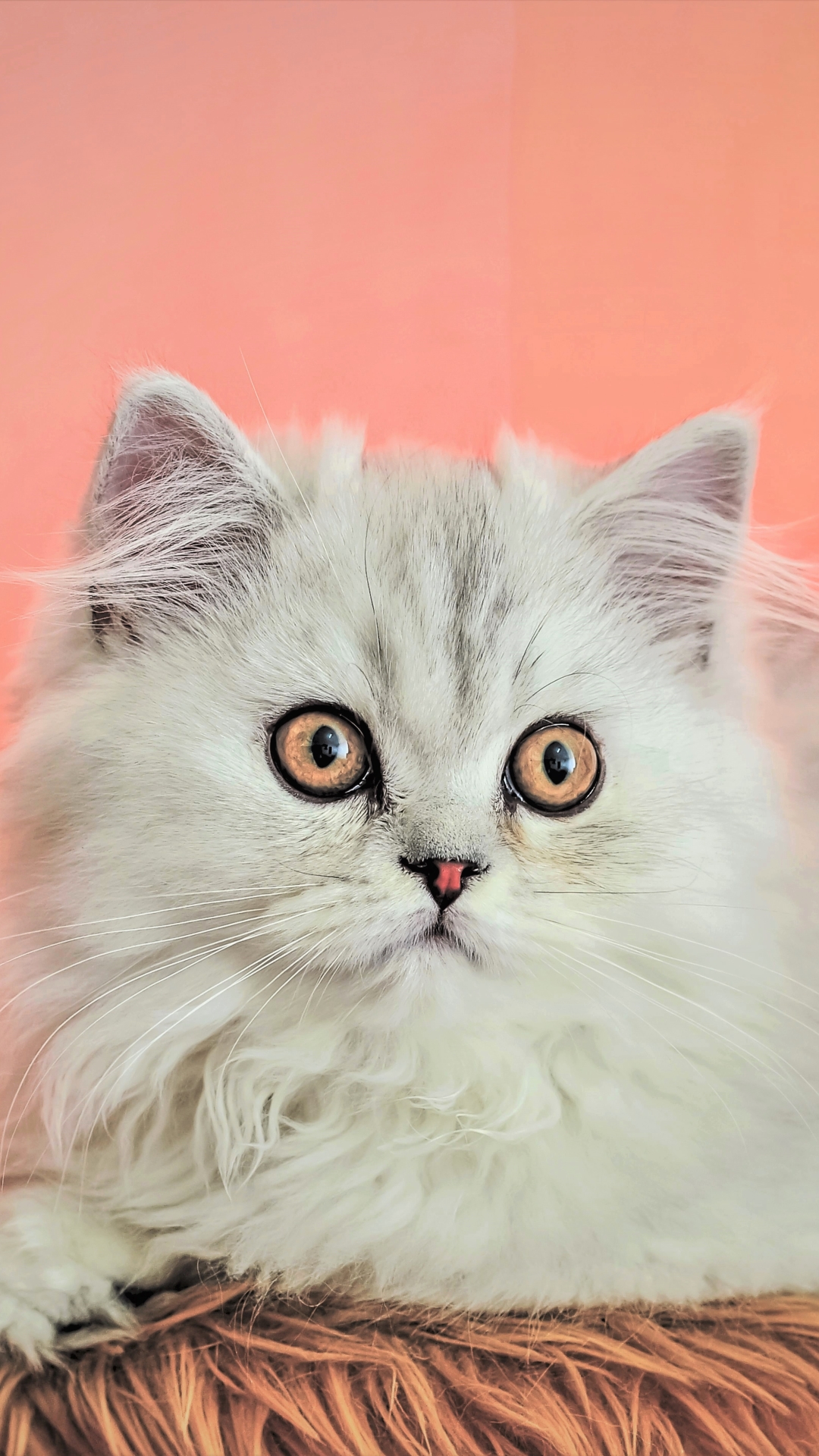 無料モバイル壁紙動物, ネコ, 猫, ふわふわをダウンロードします。