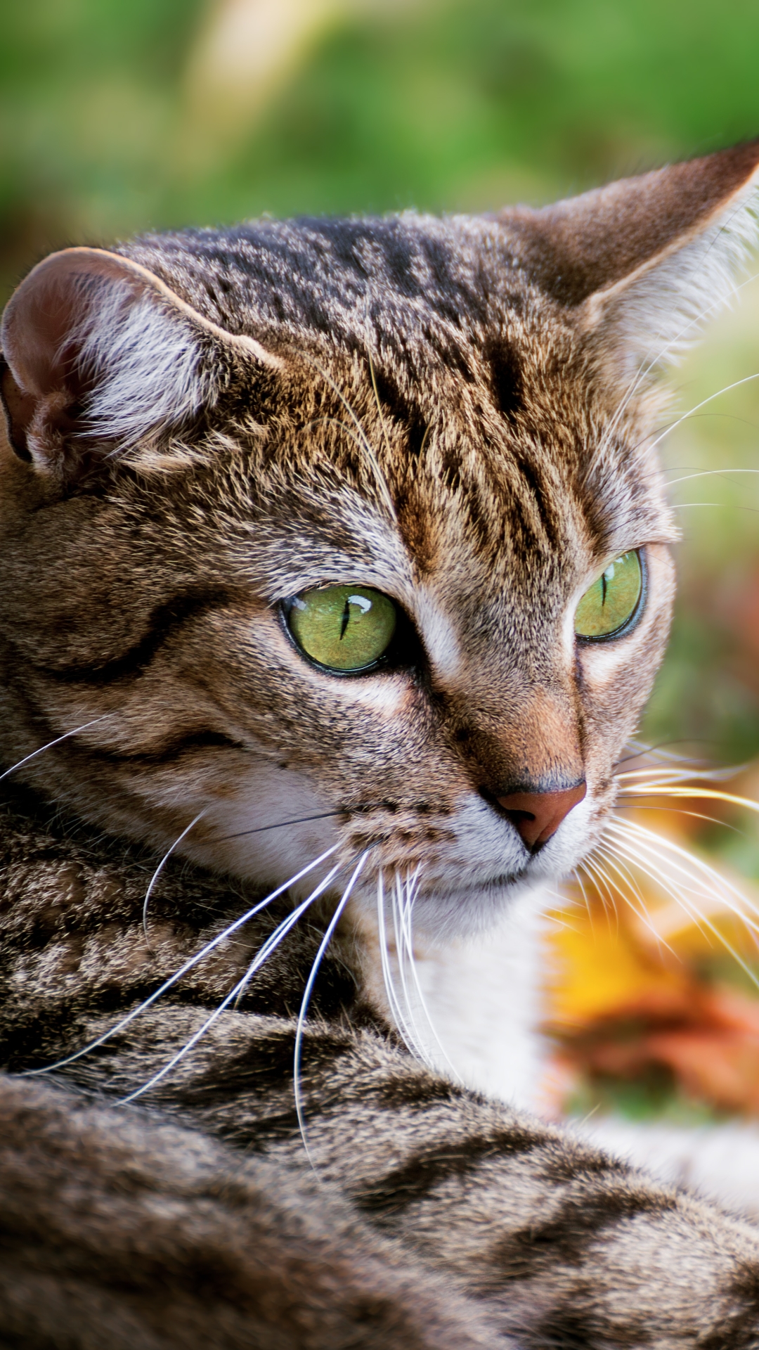 無料モバイル壁紙動物, ネコ, 猫をダウンロードします。