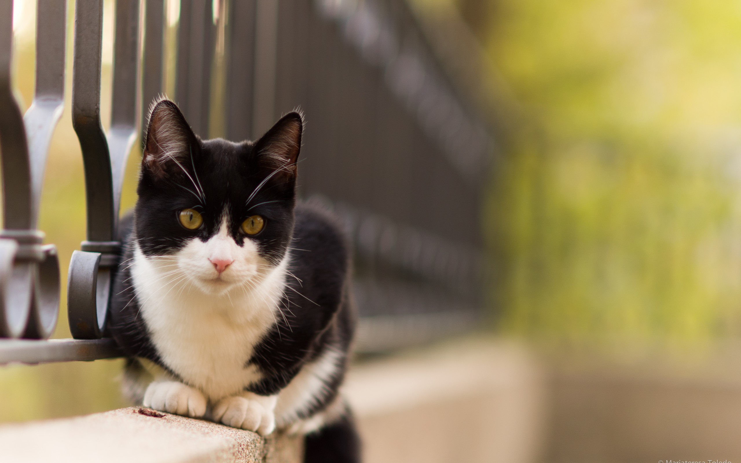 Baixar papel de parede para celular de Animais, Gatos, Gato gratuito.