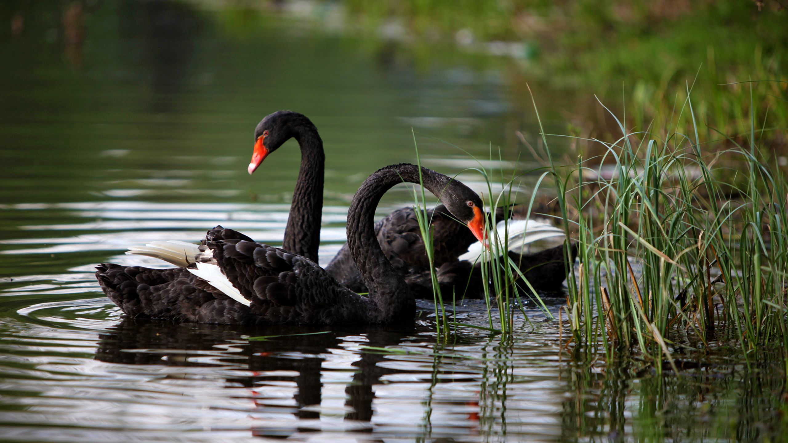 Download background grass, animals, swans, lake, pond