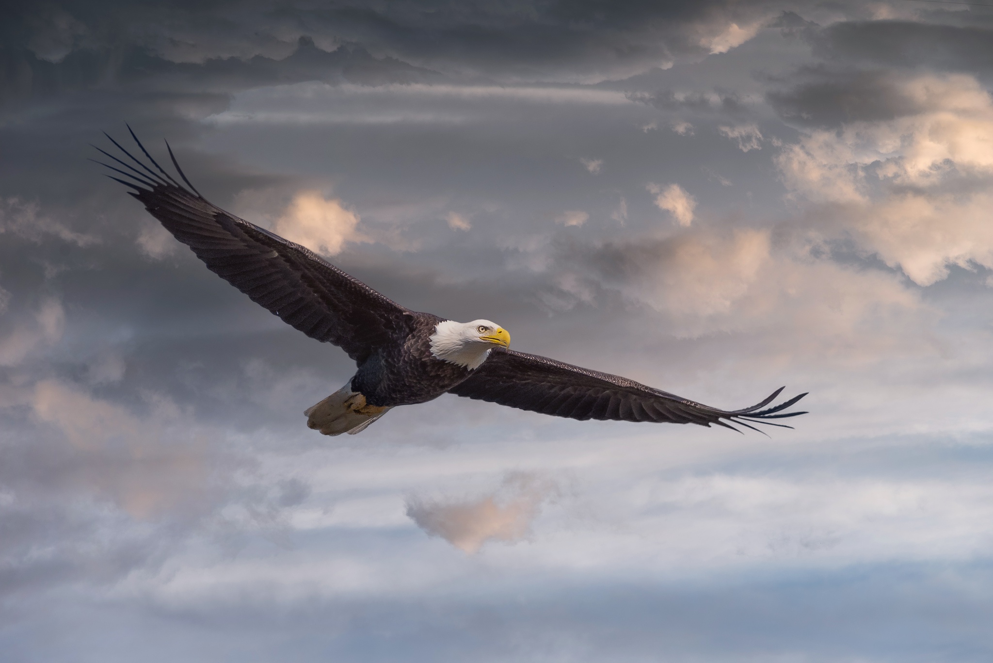 Free download wallpaper Birds, Animal, Eagle, Bald Eagle, Bird Of Prey on your PC desktop