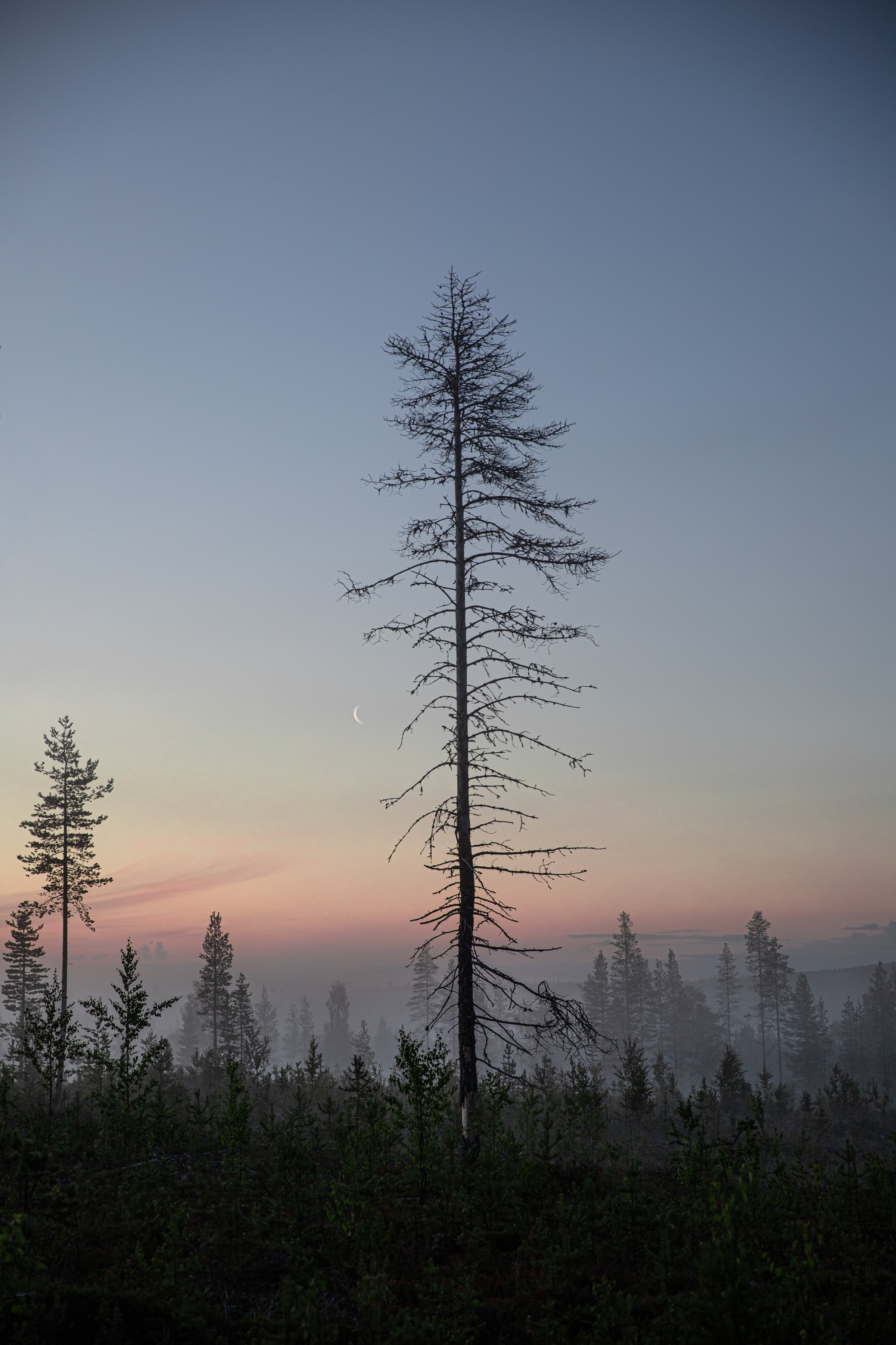 Laden Sie das Bäume, Dämmerung, Twilight, Wald, Natur, Mond-Bild kostenlos auf Ihren PC-Desktop herunter
