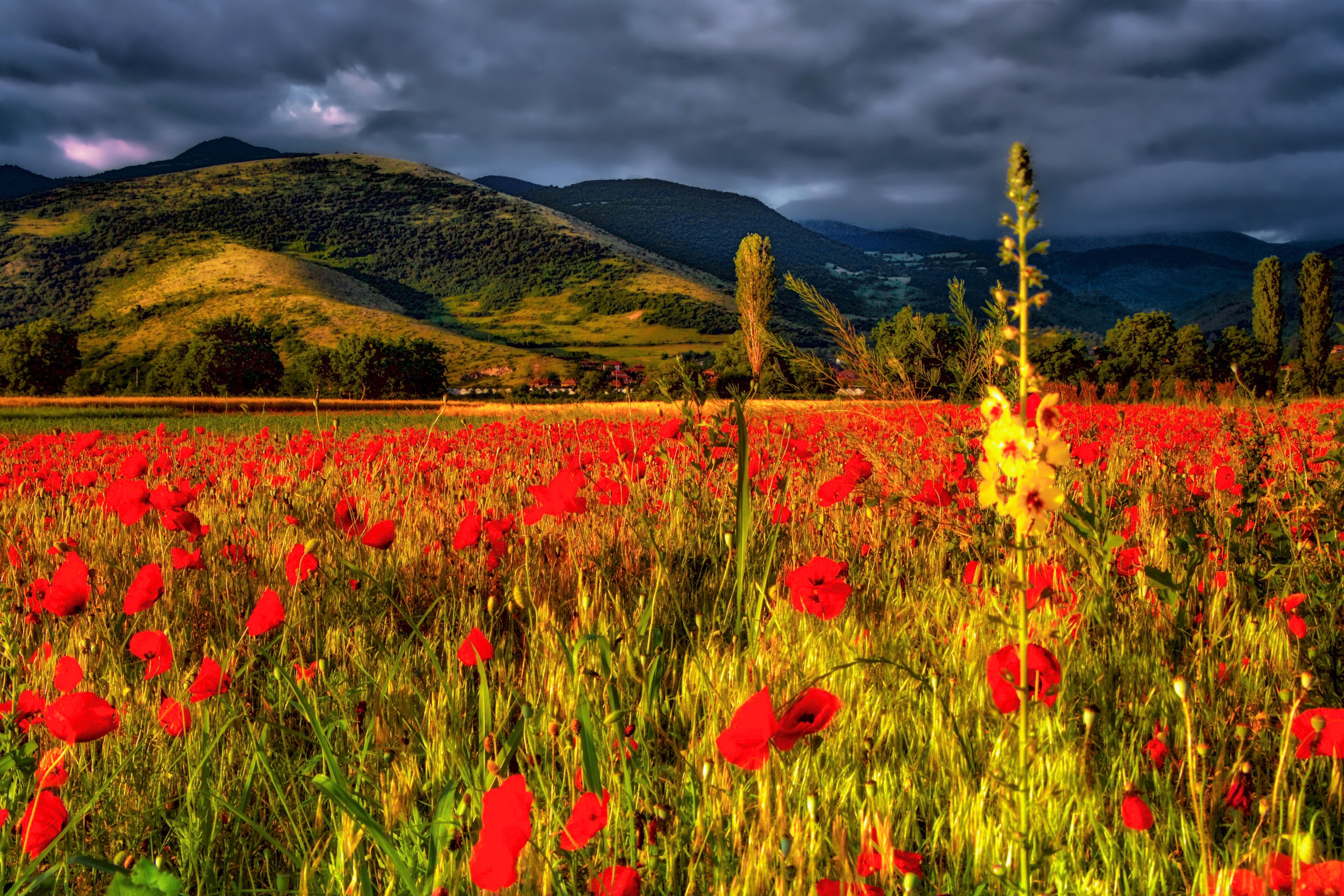 Download mobile wallpaper Flowers, Mountain, Flower, Earth, Field, Poppy for free.
