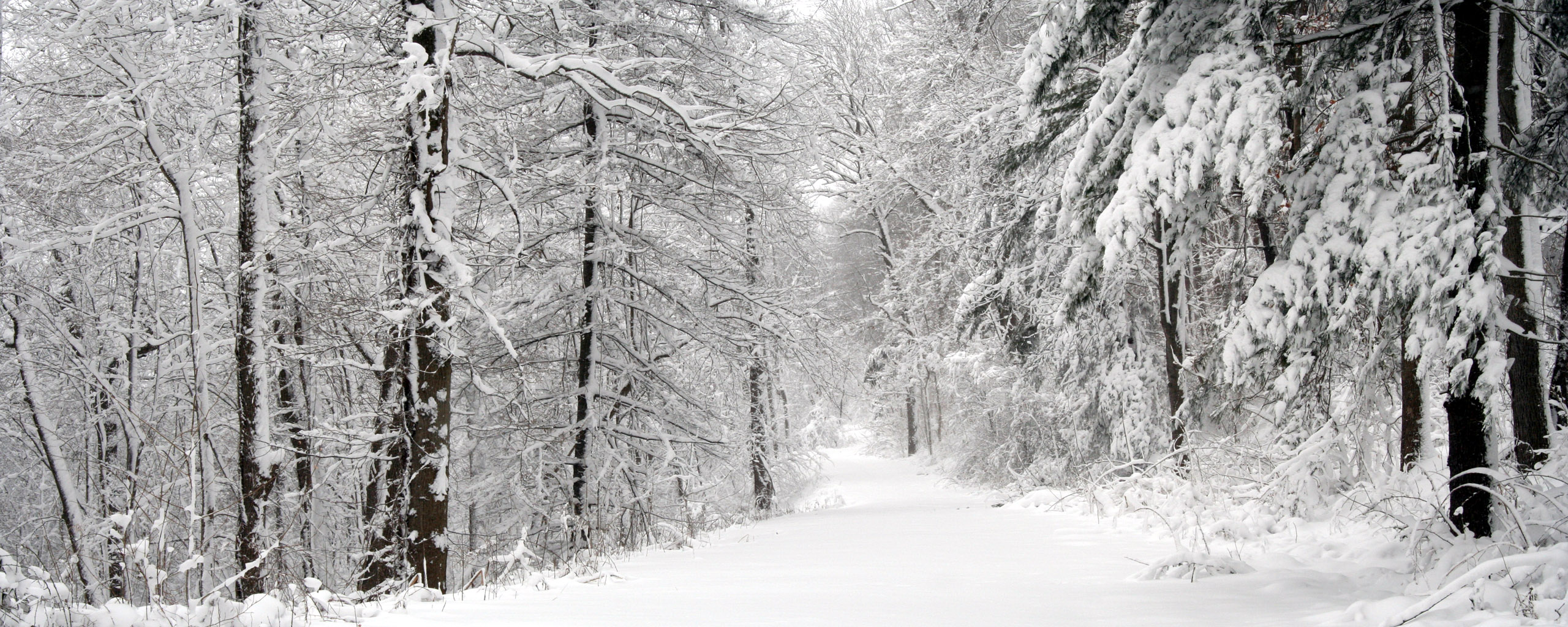 1074635 завантажити шпалери сніг, зима, земля, ліс, шлях, дерево - заставки і картинки безкоштовно