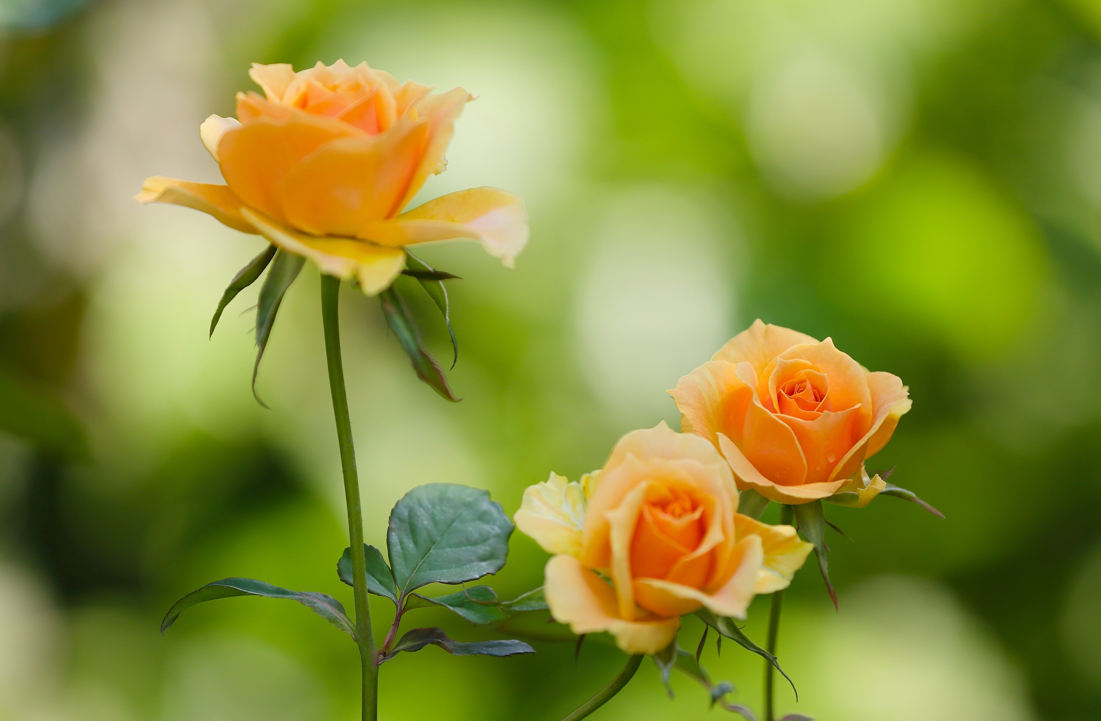 Téléchargez des papiers peints mobile Fleurs, Rose, Fleur, Fleur Jaune, La Nature, Terre/nature gratuitement.