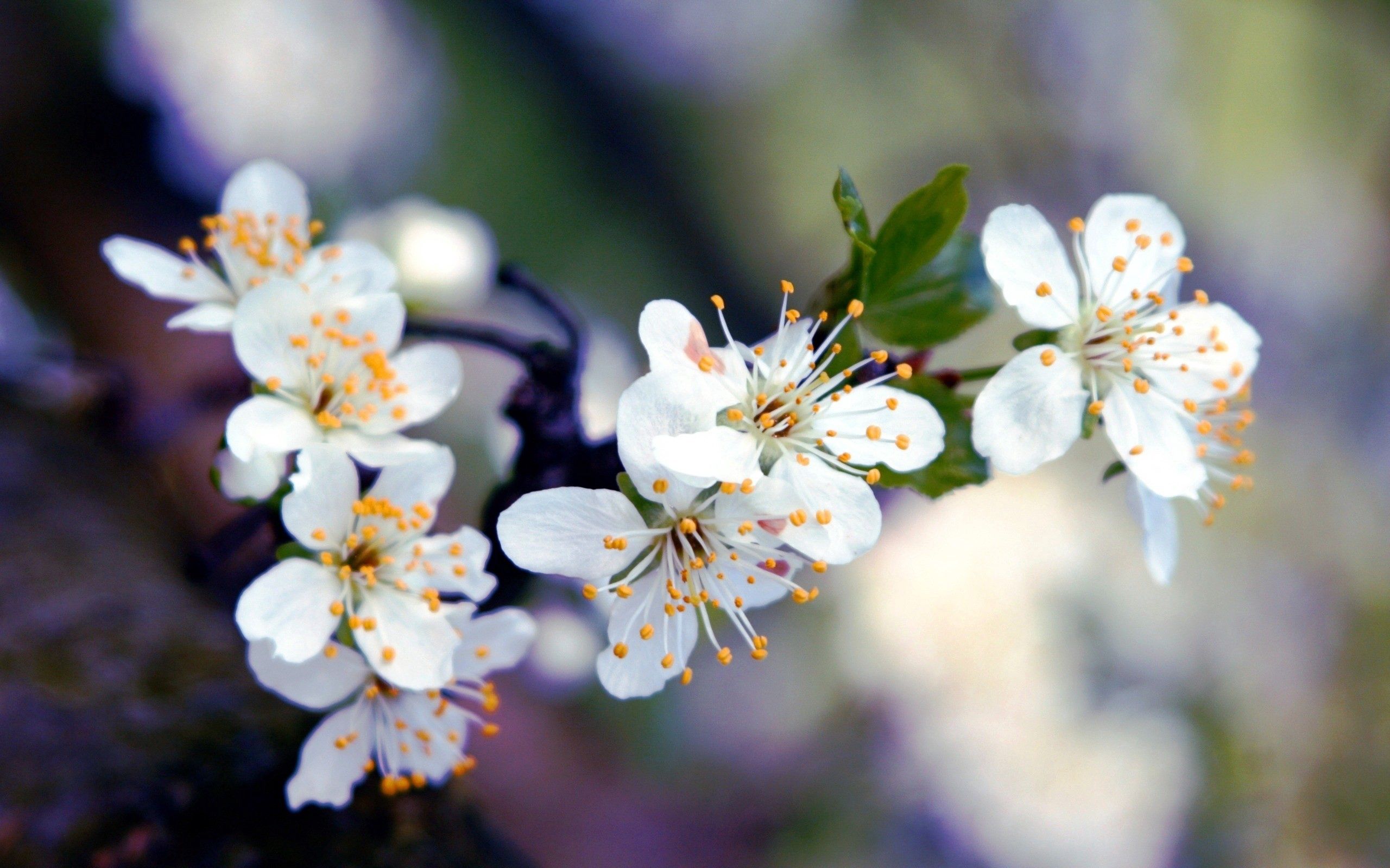 Free download wallpaper Flowers, Macro, Branch, Flowering, Bloom on your PC desktop