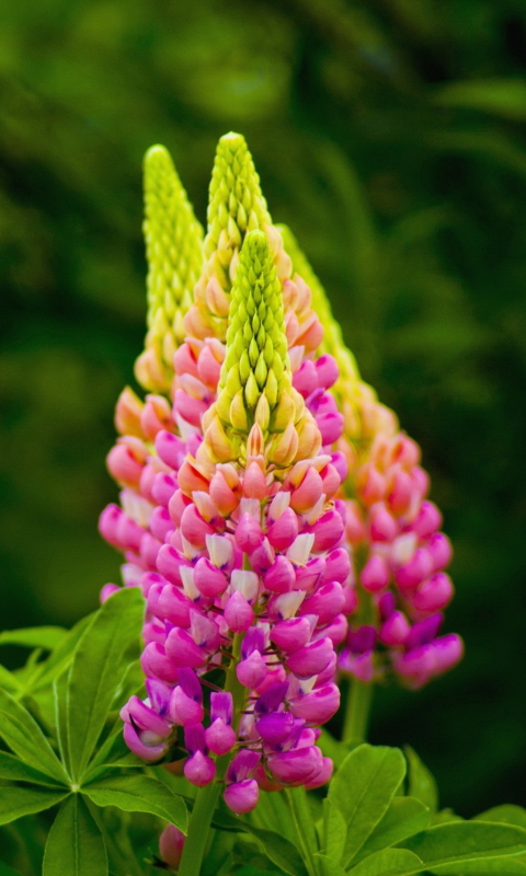 Download mobile wallpaper Flower, Close Up, Earth, Lupine, Pink Flower for free.