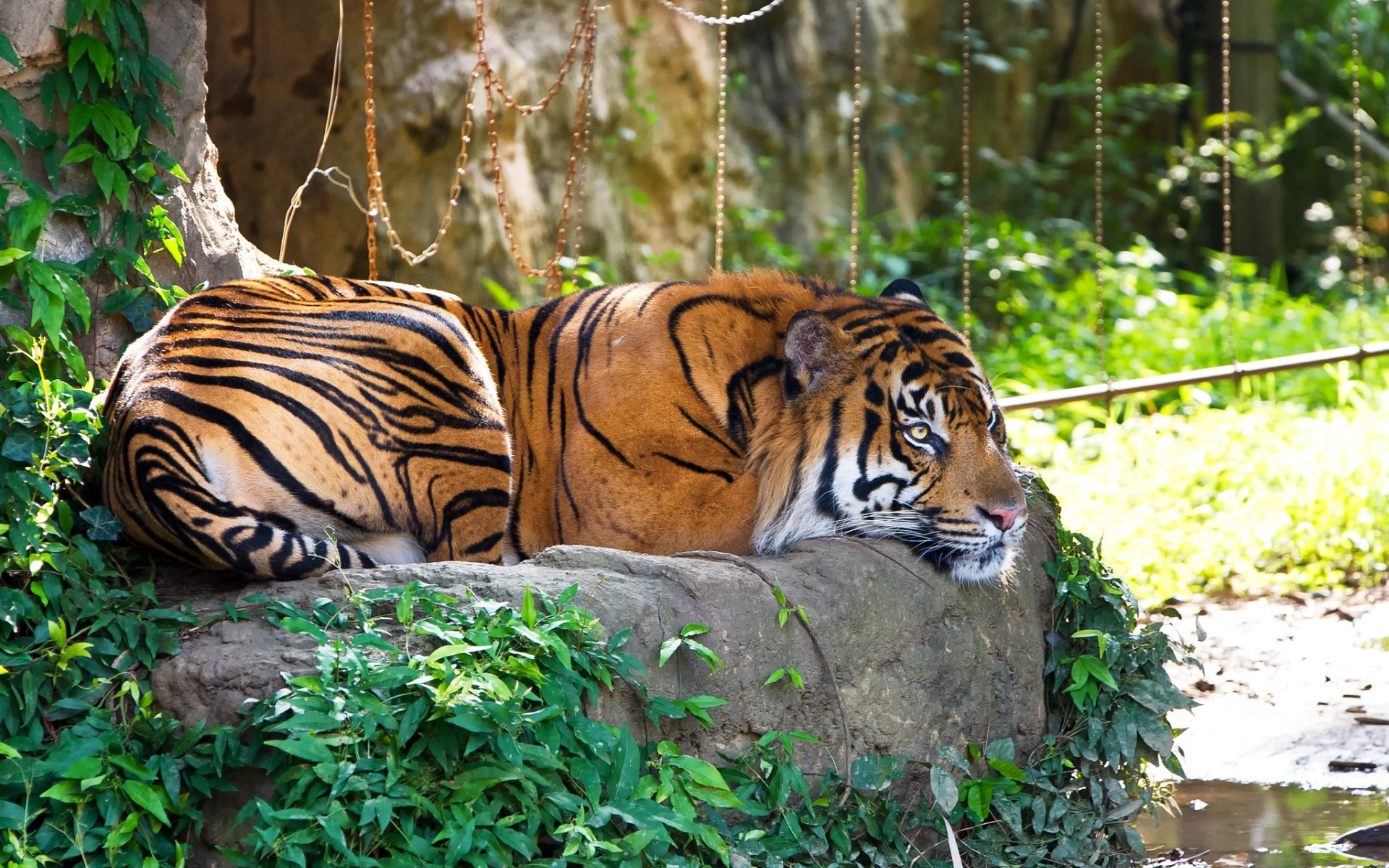 Baixe gratuitamente a imagem Animais, Gatos, Tigre na área de trabalho do seu PC