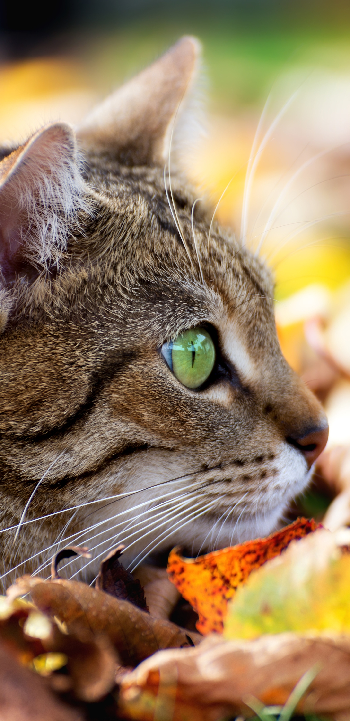 Laden Sie das Tiere, Katzen, Herbst, Katze, Blatt, Nahansicht, Starren-Bild kostenlos auf Ihren PC-Desktop herunter