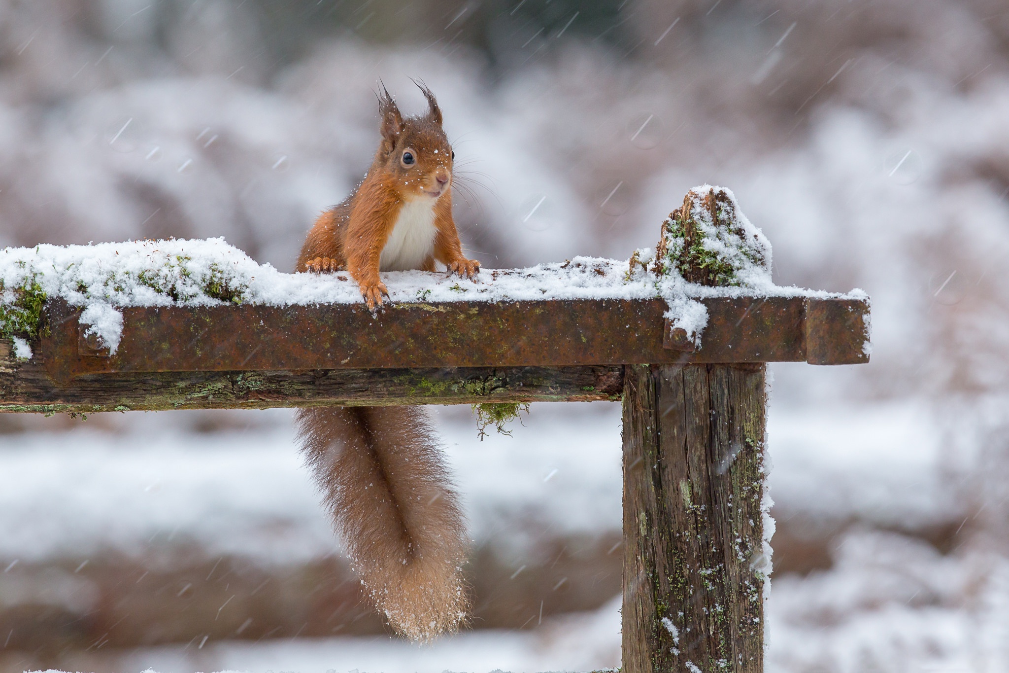 Download mobile wallpaper Winter, Squirrel, Animal, Rodent, Snowfall, Depth Of Field for free.