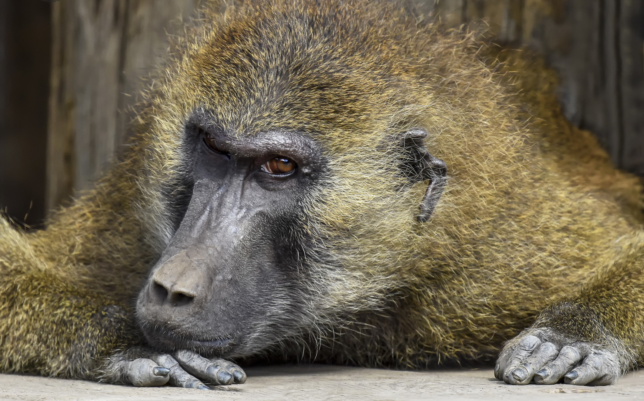 Free download wallpaper Monkeys, Animal, Baboon on your PC desktop