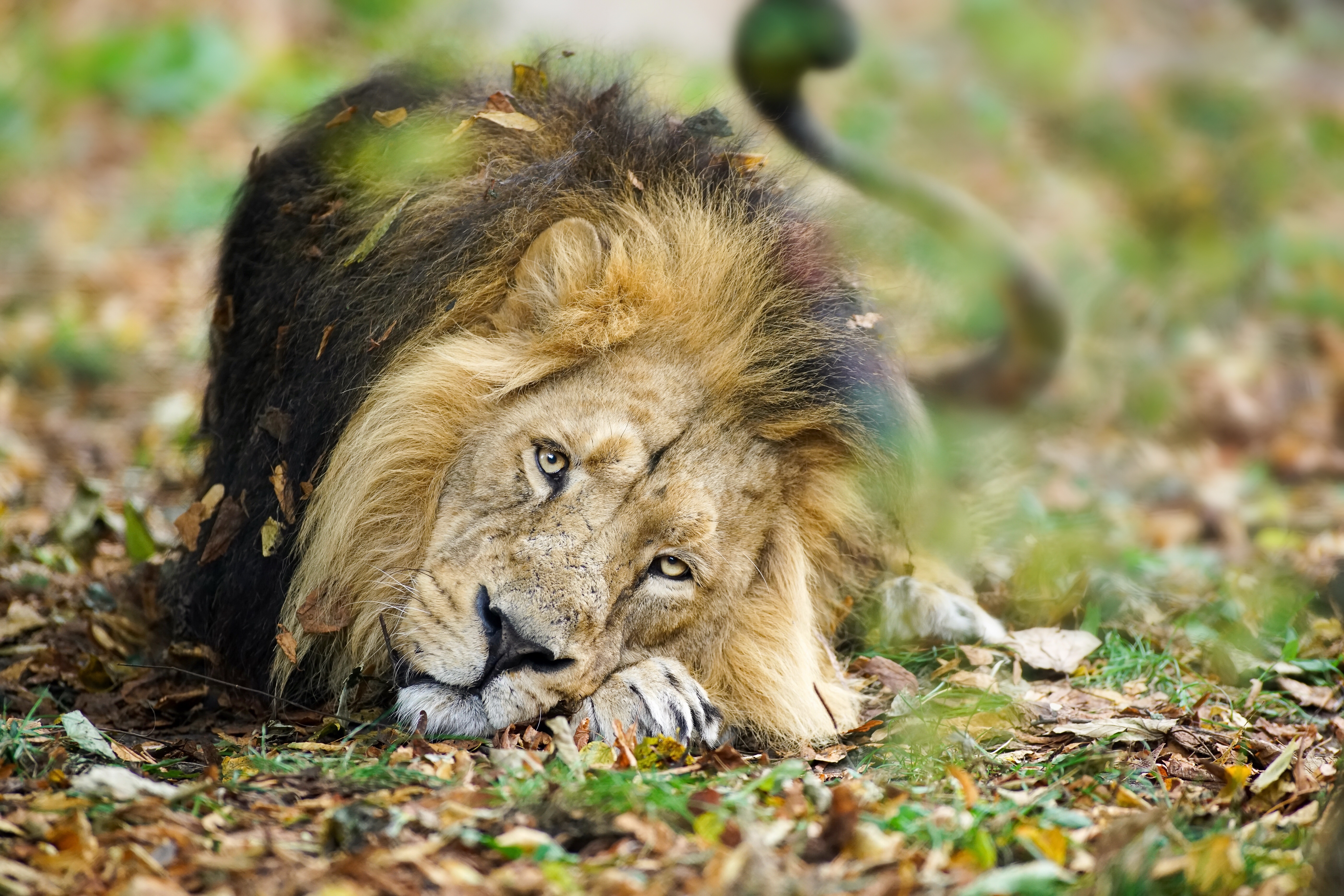 Téléchargez des papiers peints mobile Animaux, Chats, Lion gratuitement.