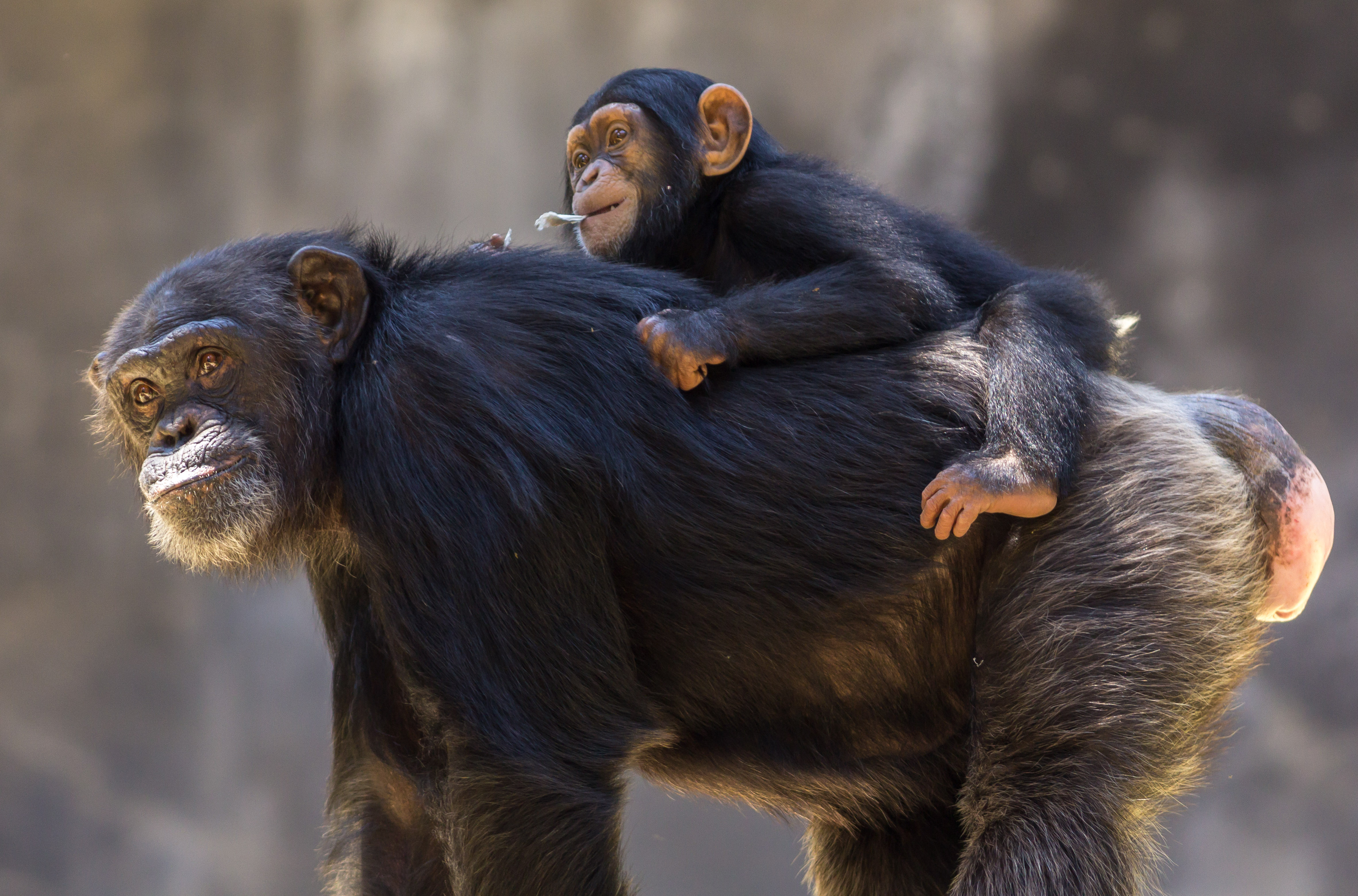 402562 Hintergrundbild herunterladen tiere, schimpanse, tierbaby, liebe, affen, primas - Bildschirmschoner und Bilder kostenlos