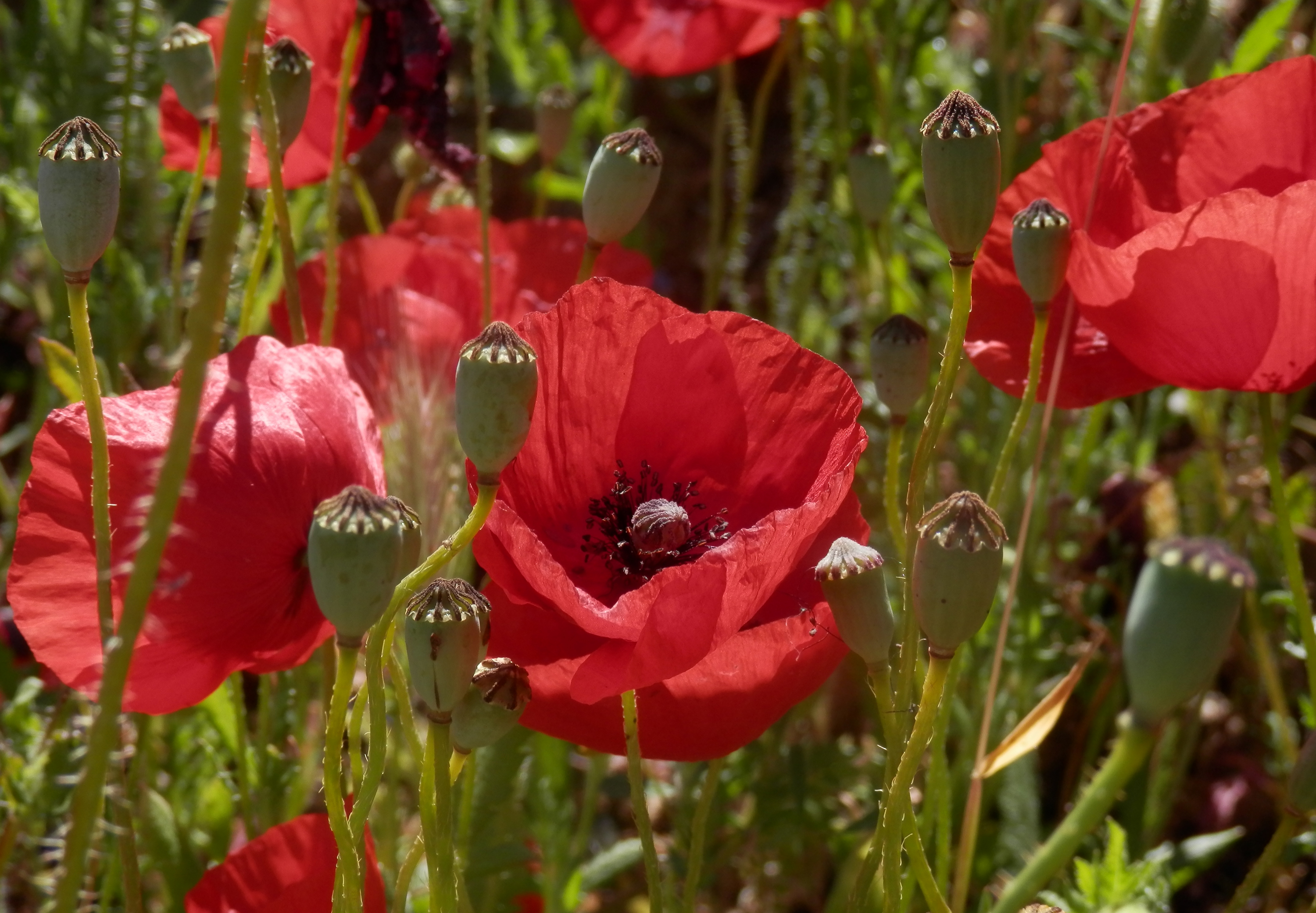 Laden Sie das Natur, Blumen, Mohn, Blume, Nahansicht, Rote Blume, Erde/natur-Bild kostenlos auf Ihren PC-Desktop herunter