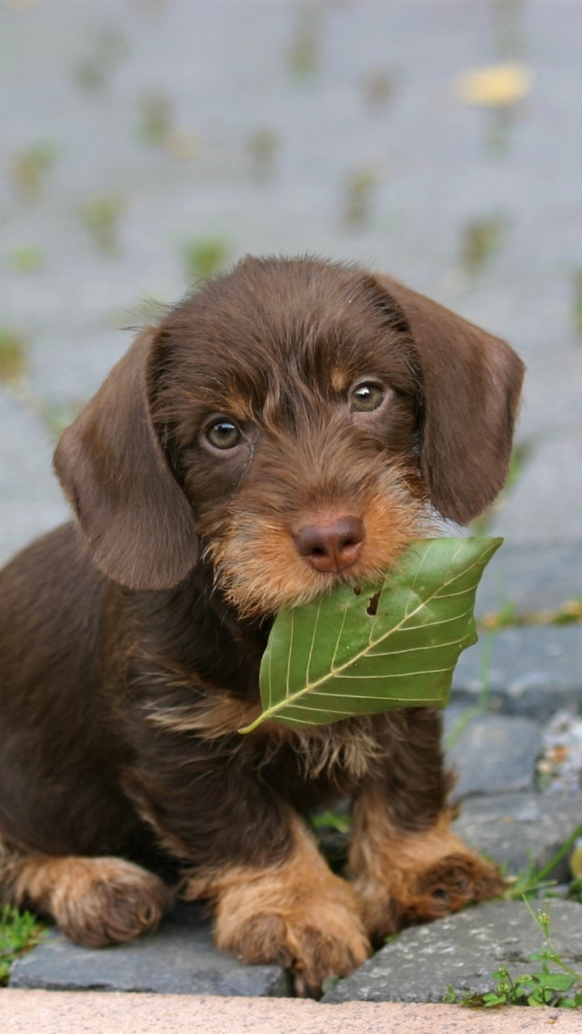 Download mobile wallpaper Dogs, Animal, Puppy, Dachshund, Baby Animal for free.