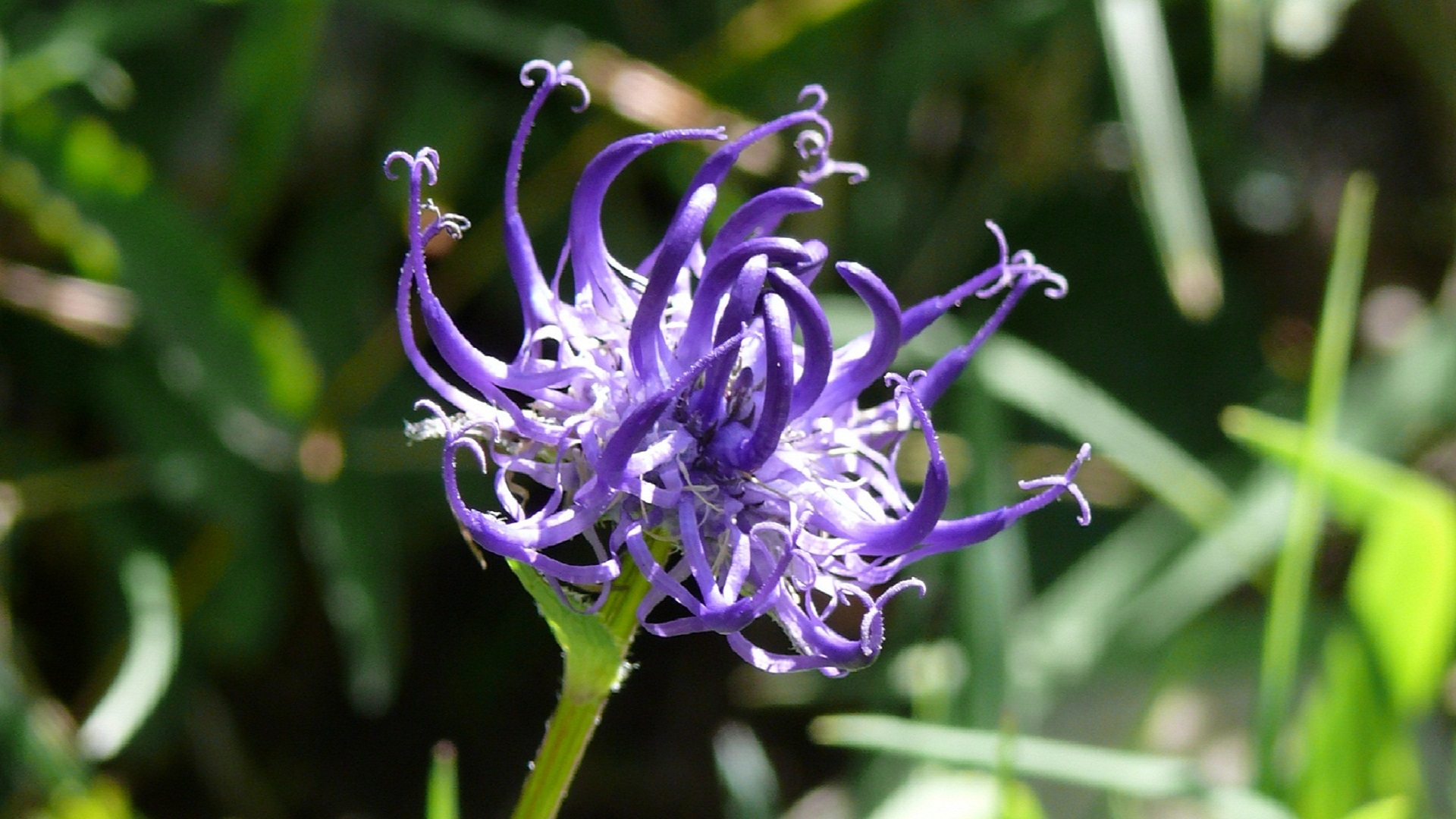 Téléchargez gratuitement l'image Fleurs, Fleur, Terre/nature sur le bureau de votre PC