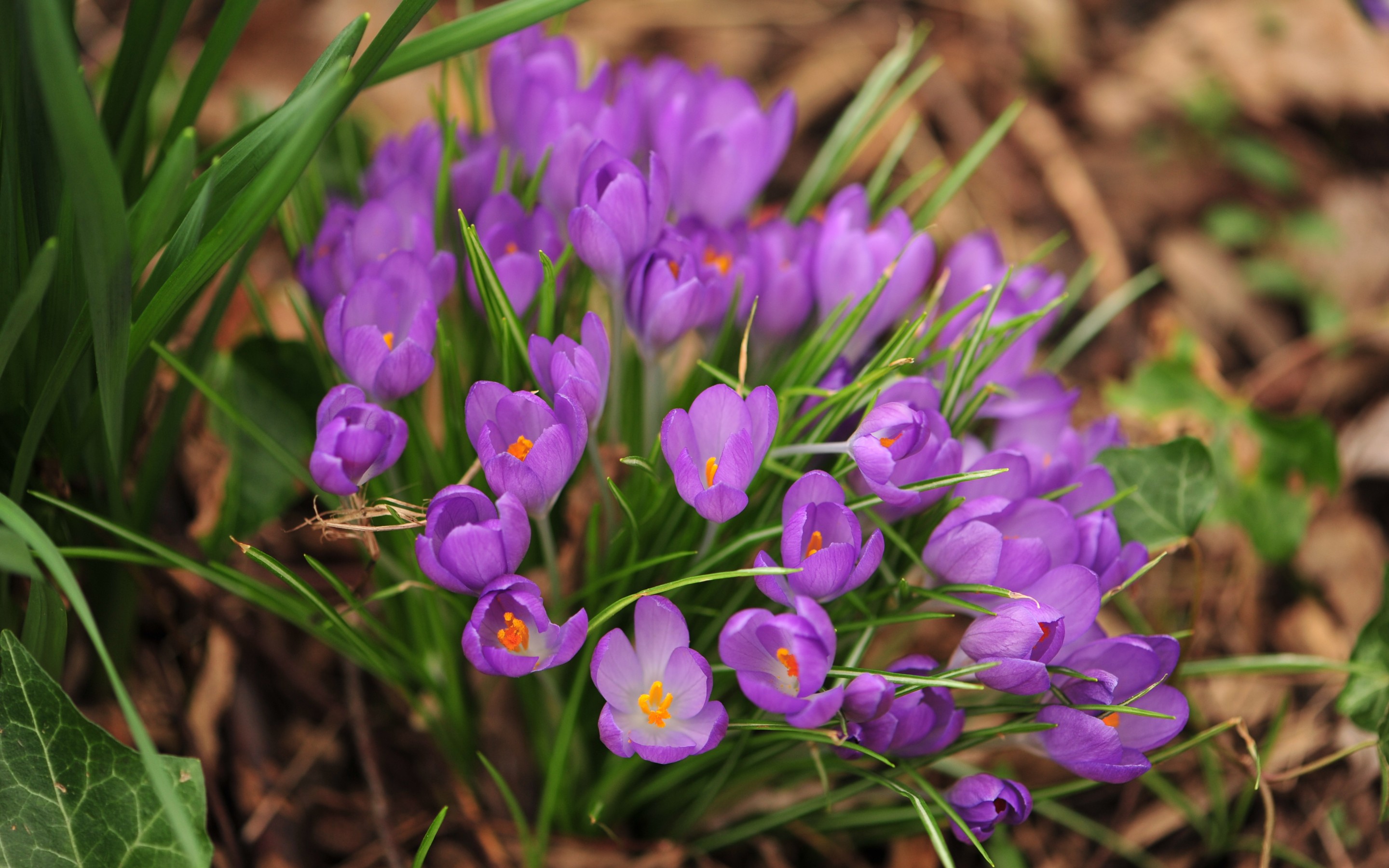 Descarga gratis la imagen Azafrán, Flores, Flor, Tierra/naturaleza en el escritorio de tu PC